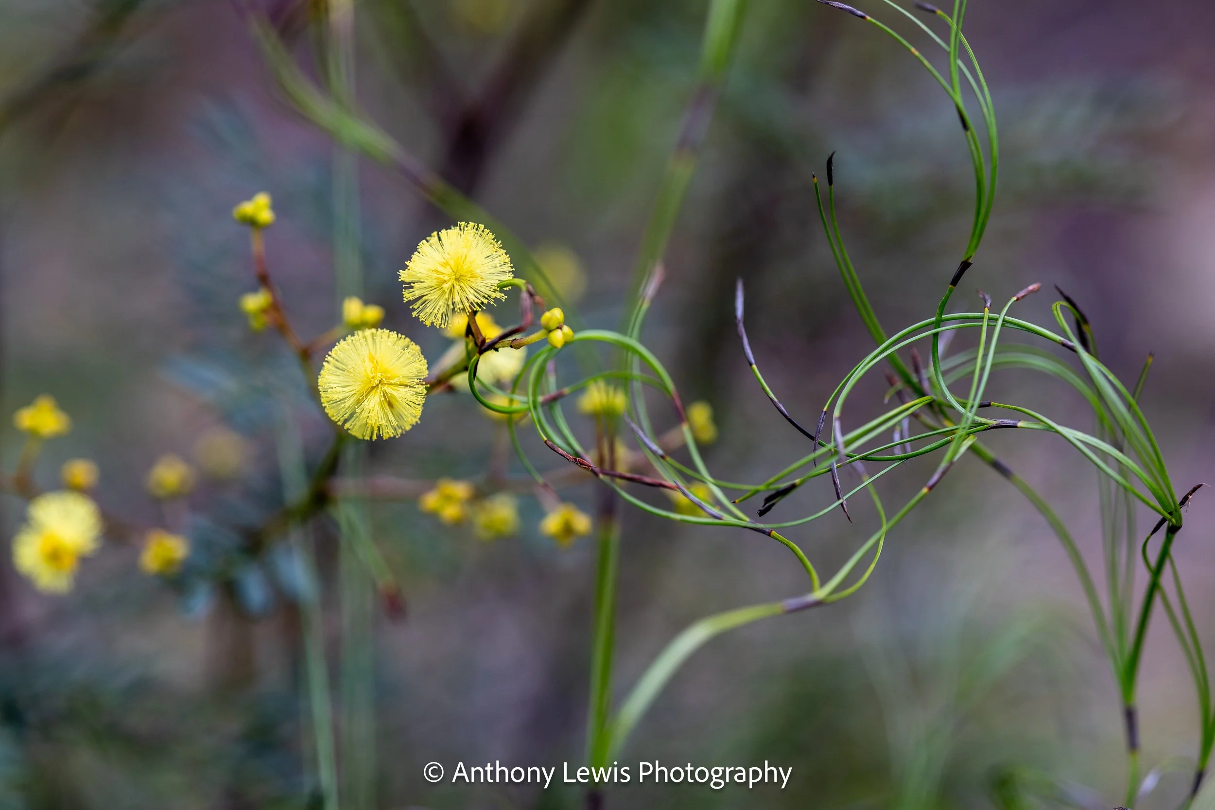 Wattle