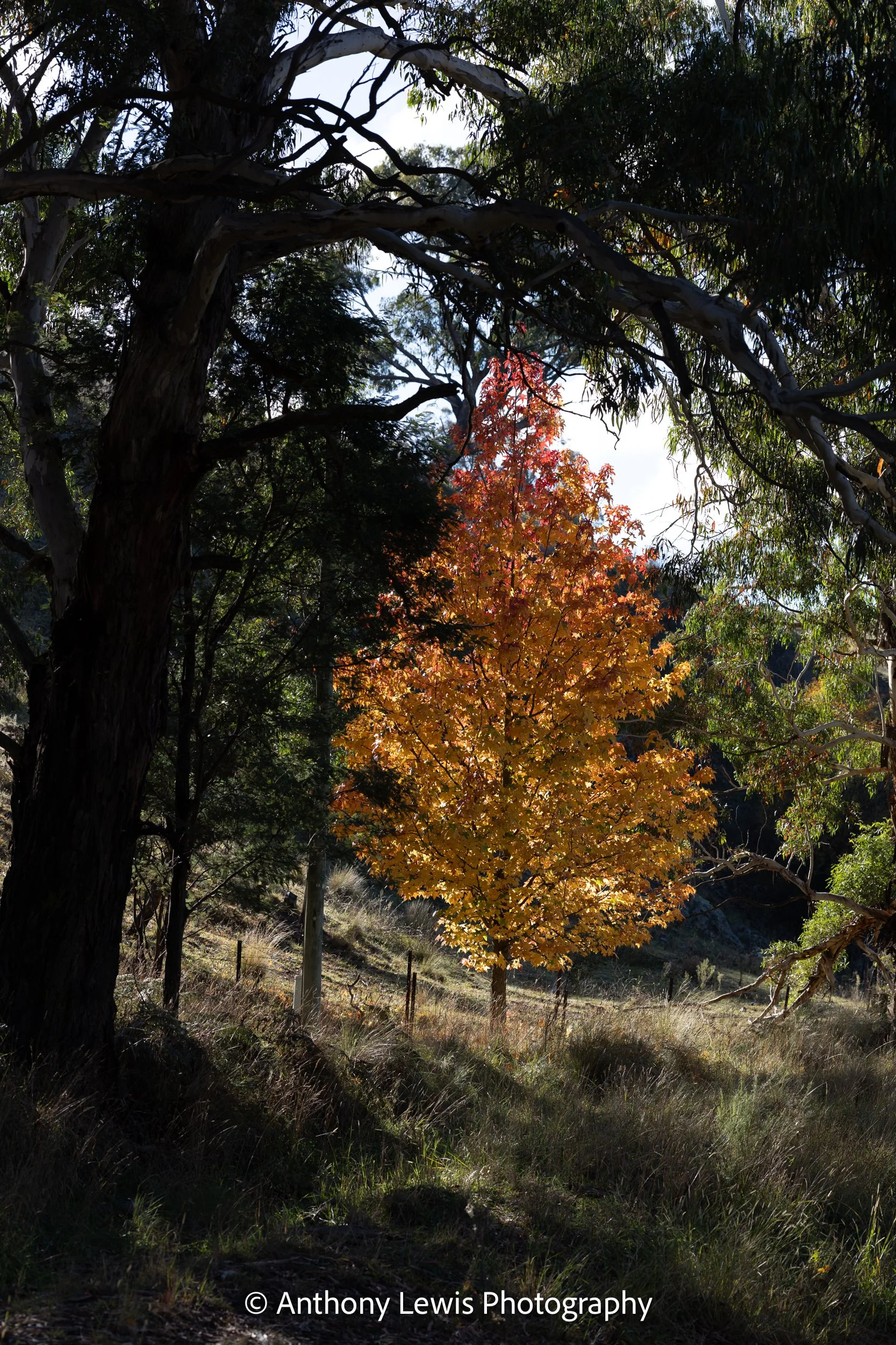 Autumn Colours III