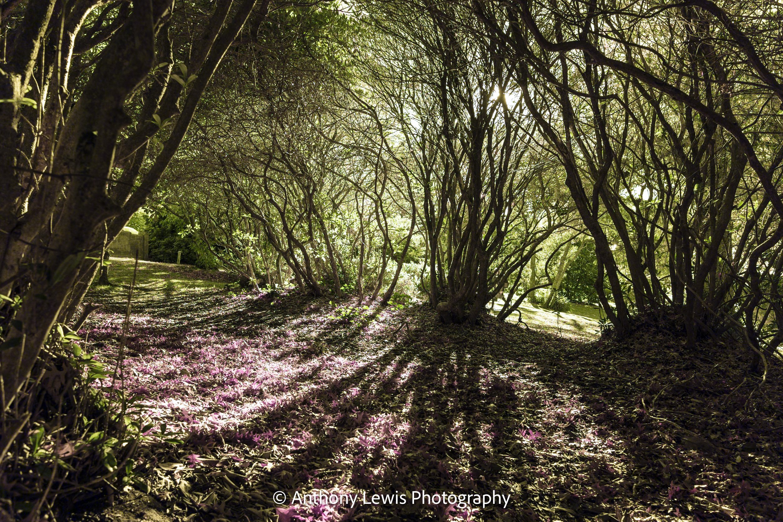 Trees IR, V