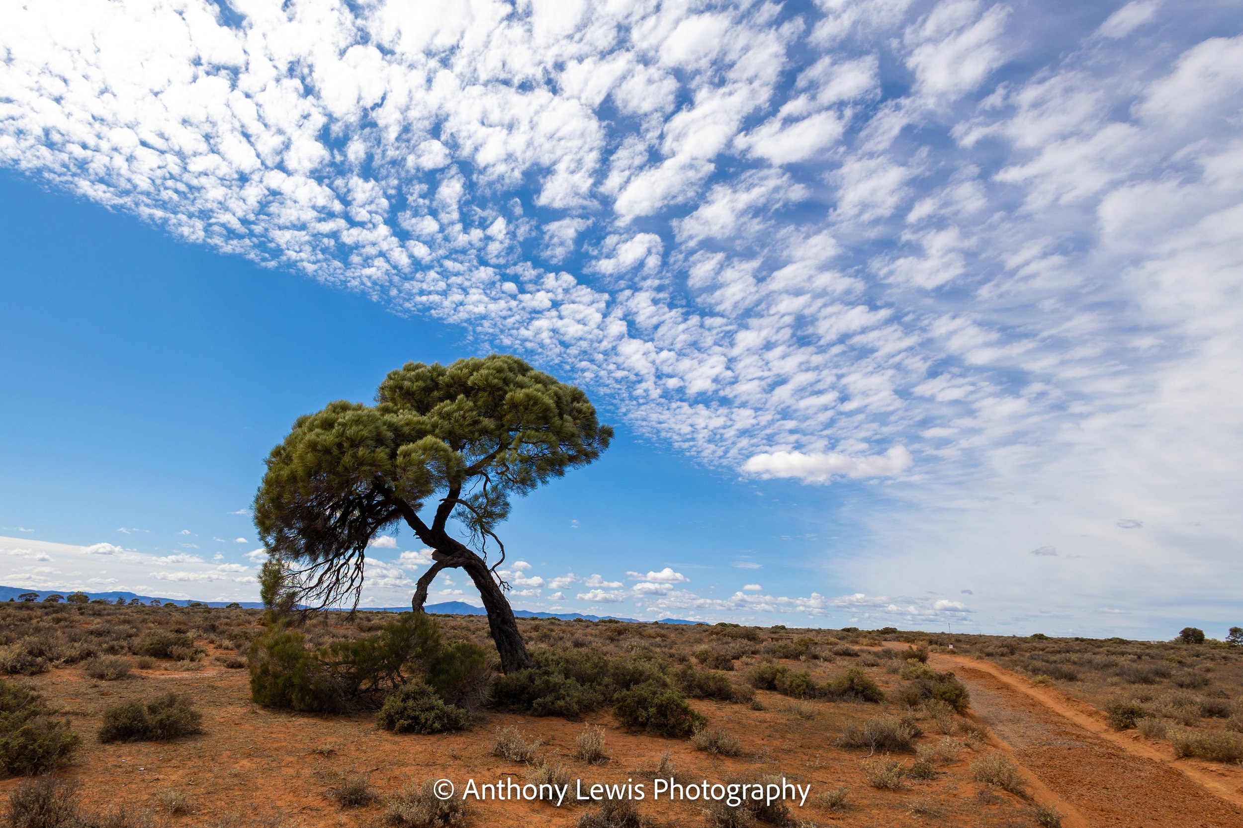 Lone Tree, South Australia