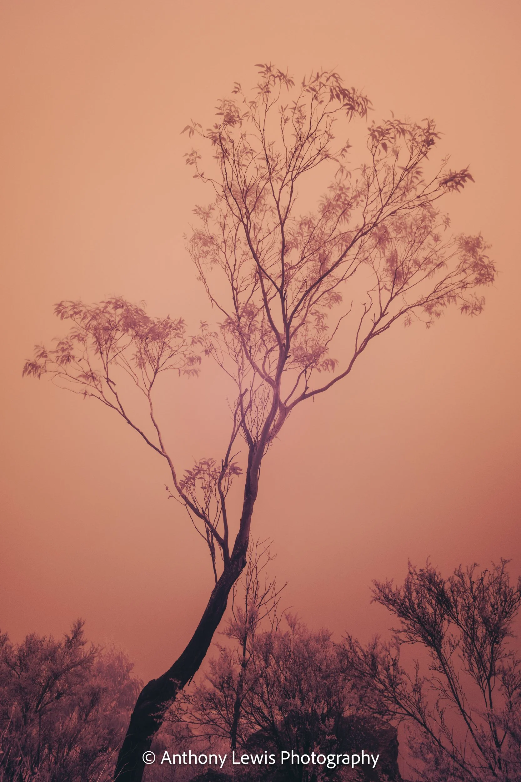 Tree IR, lV