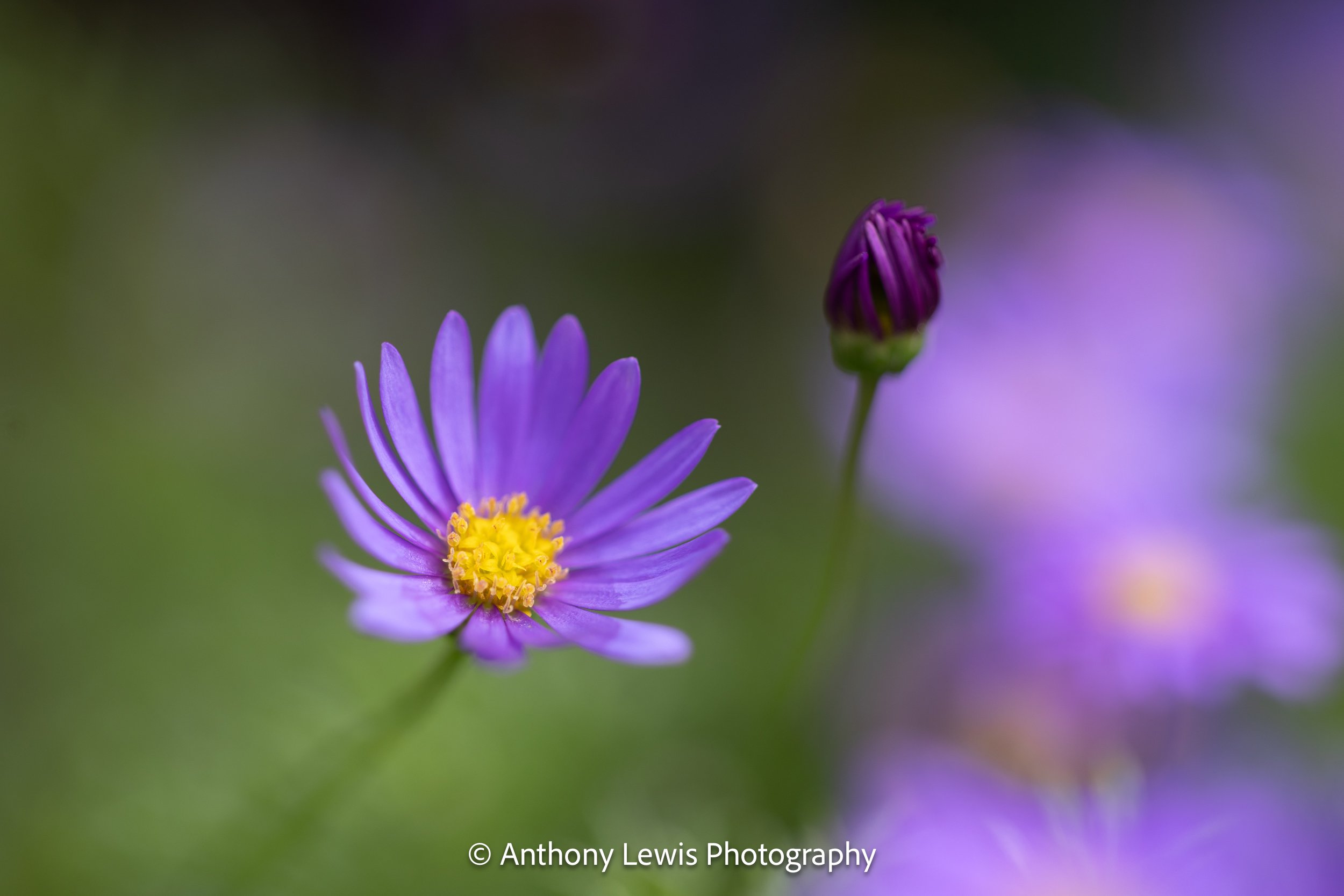 Flowers lllll
