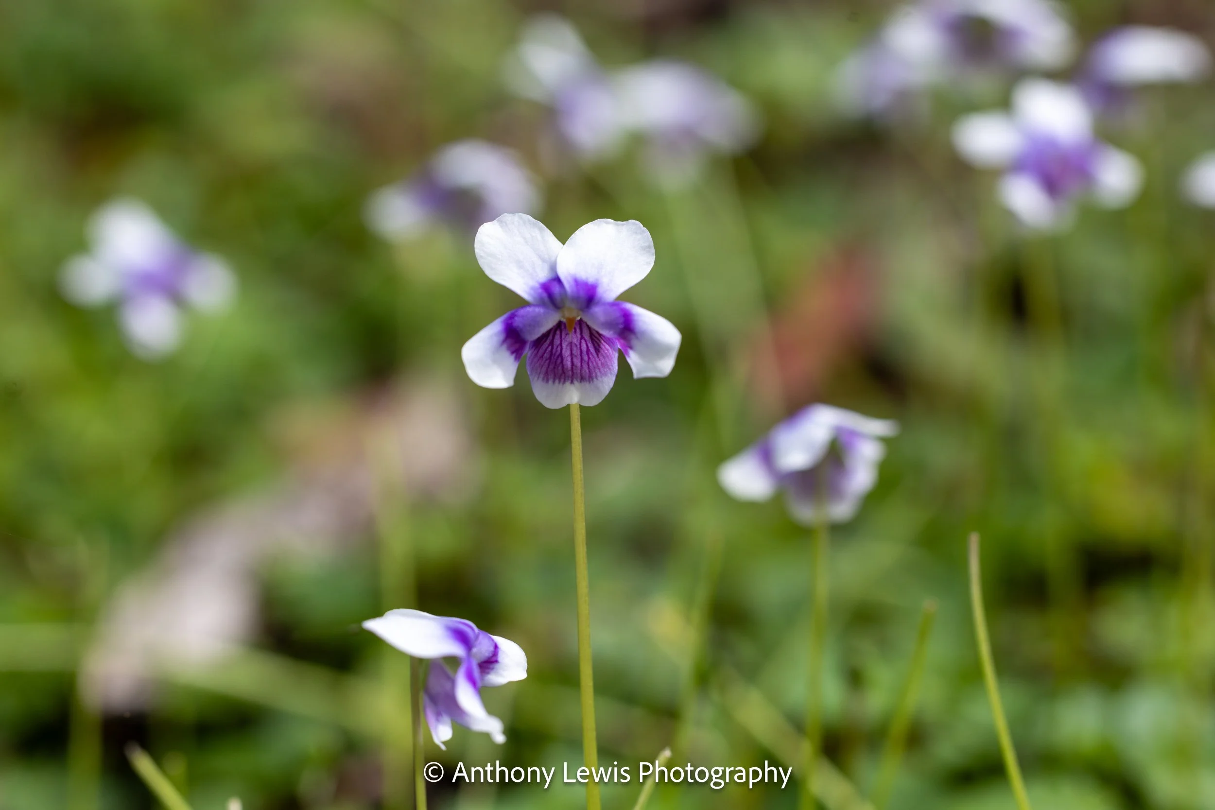 Flowers ll