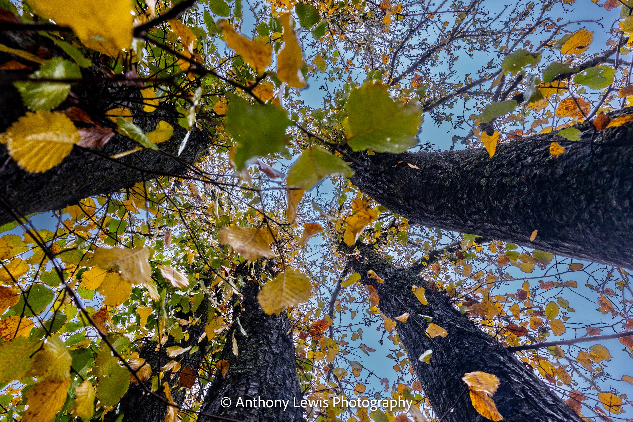 Falling Leaves