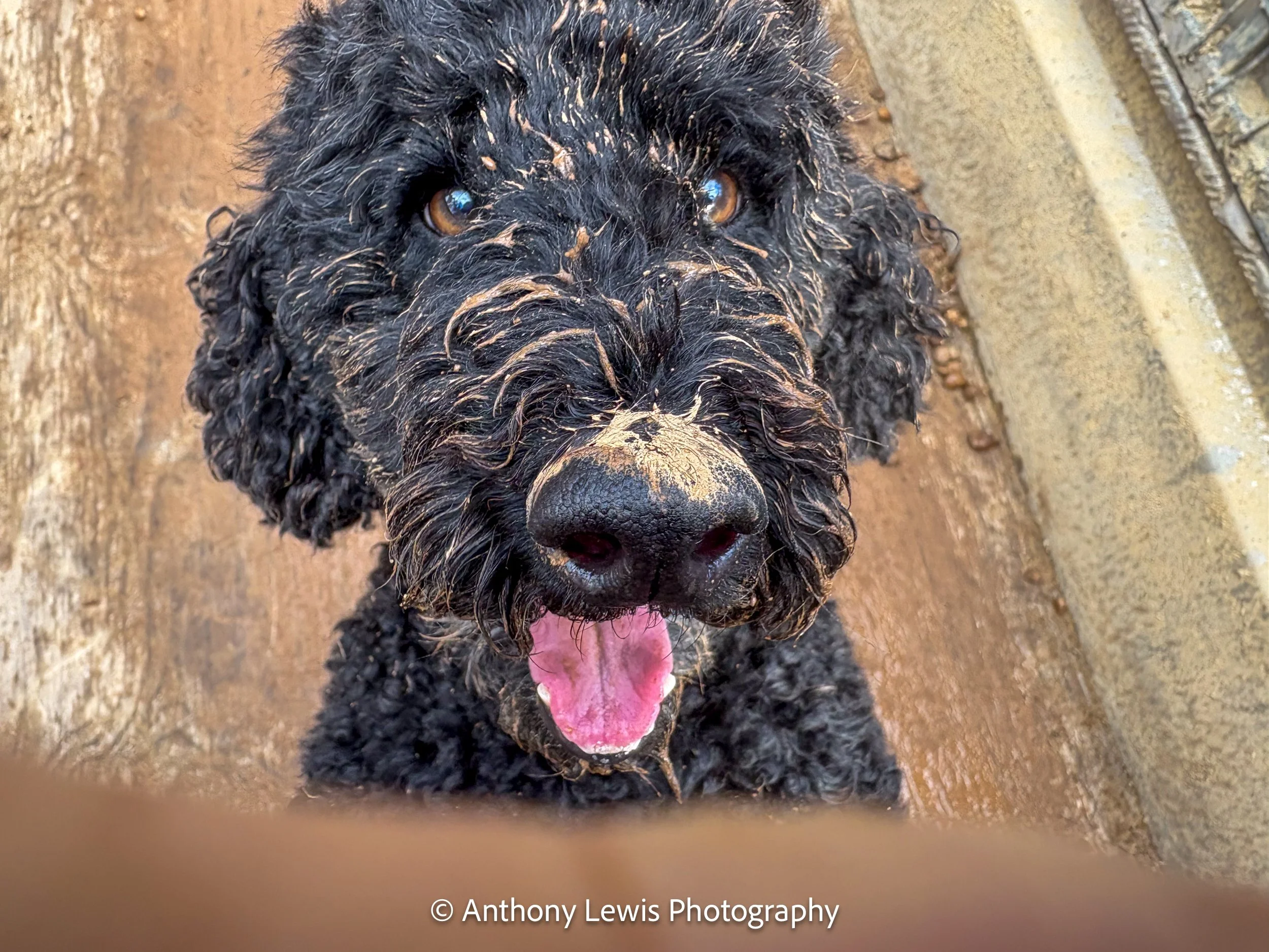 Our Mad Poodle, Arlo