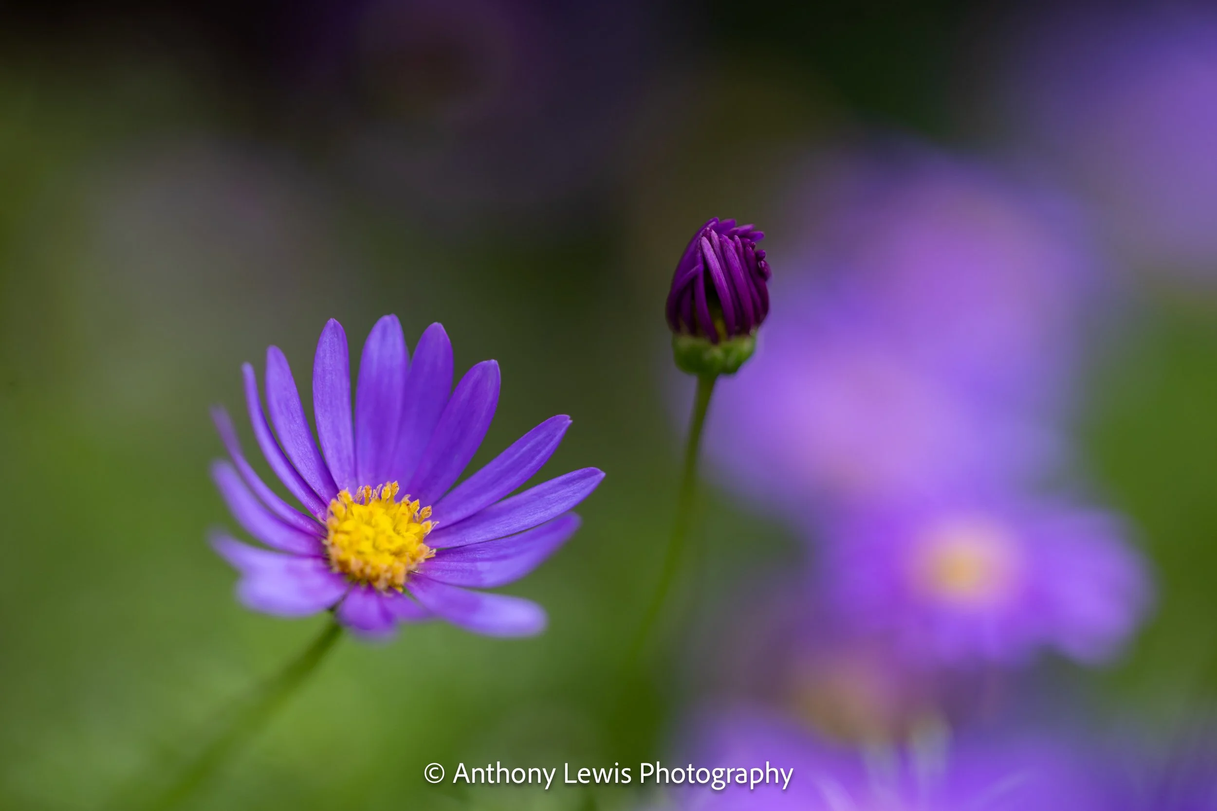 Flower llll