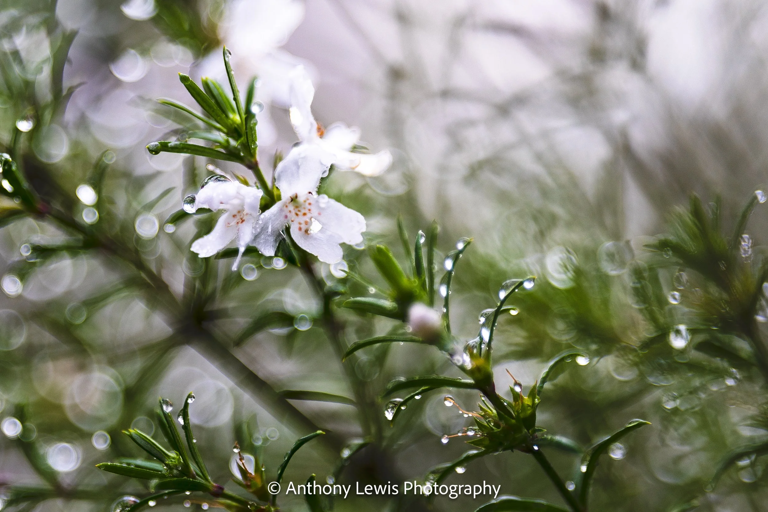 White Flower