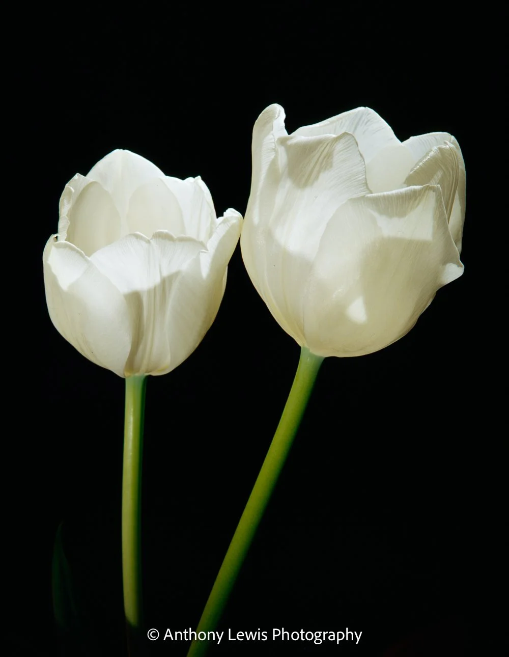 Dual Poppies