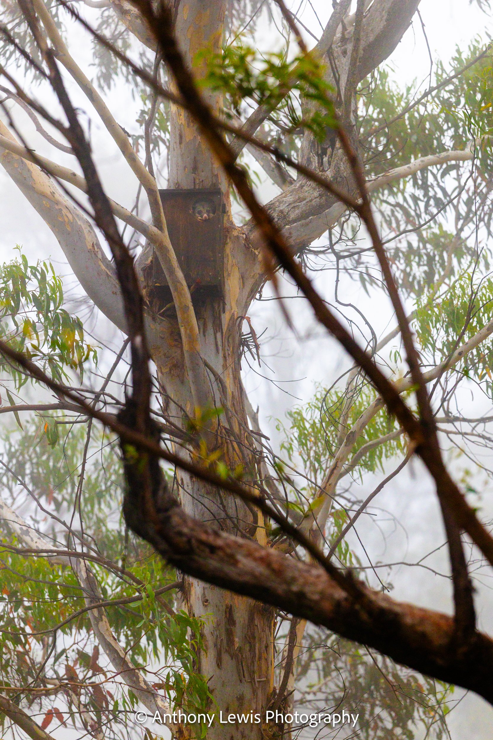 Home for Possum