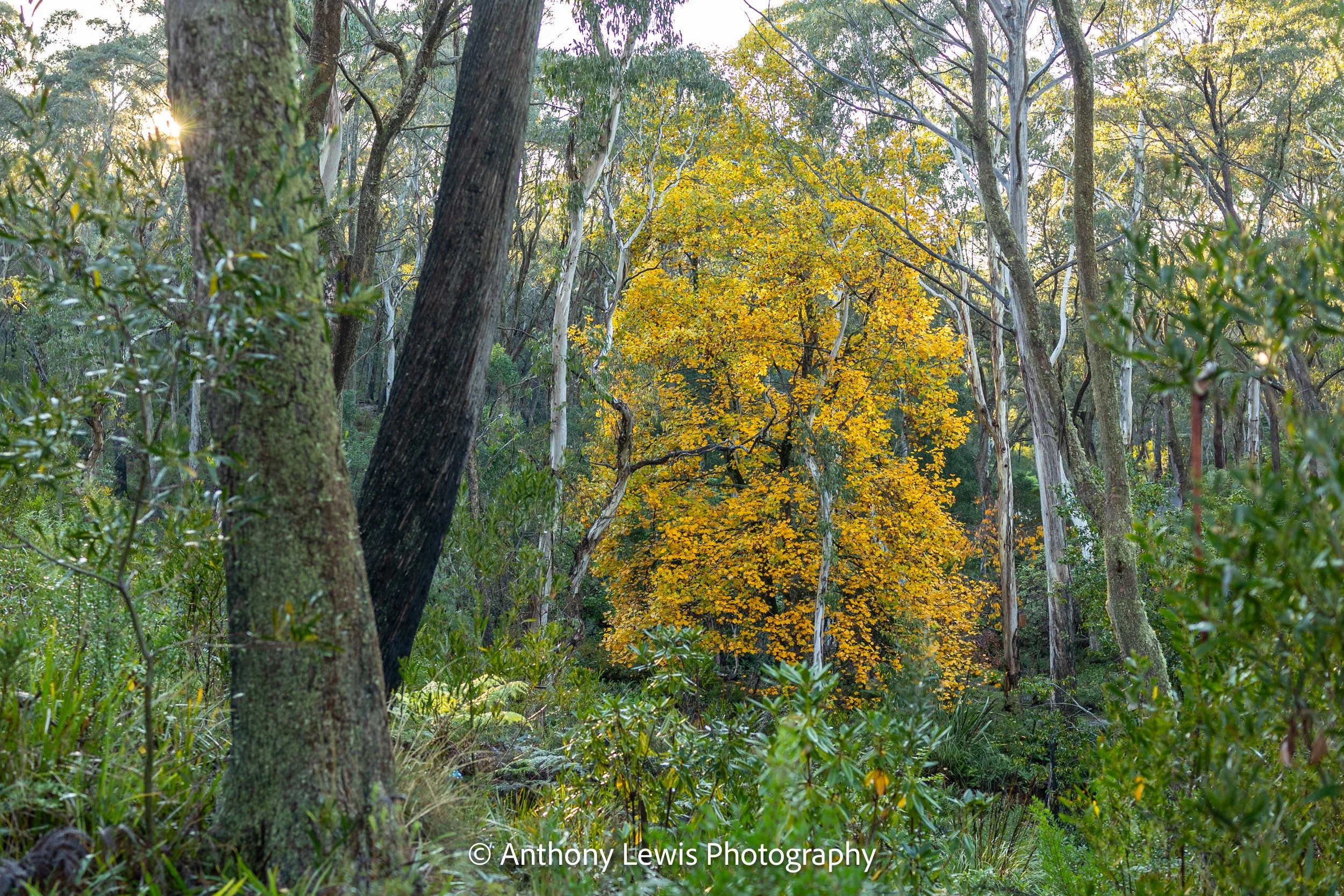 Autumn Colours l