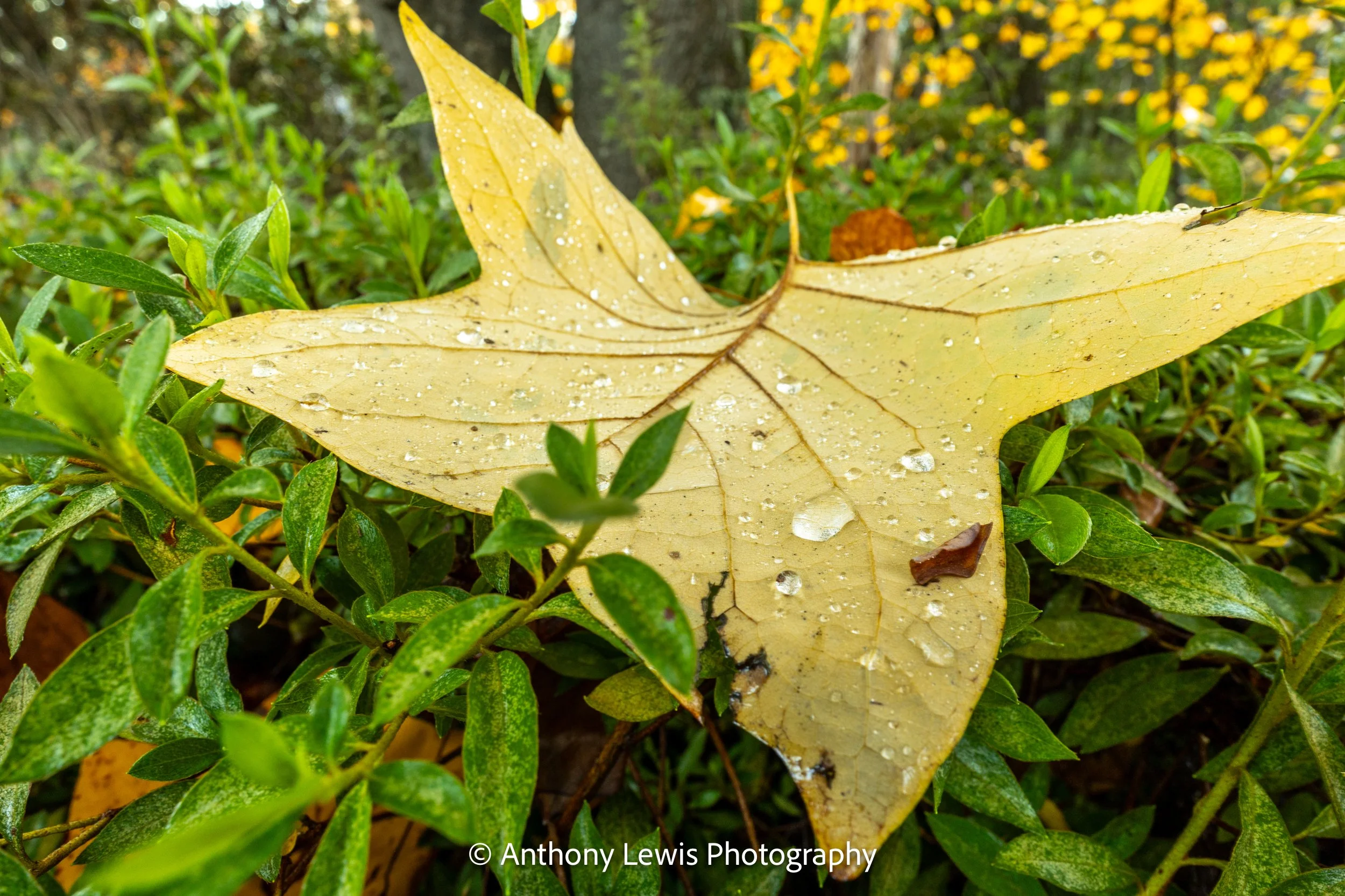 Leaf and Water Drops