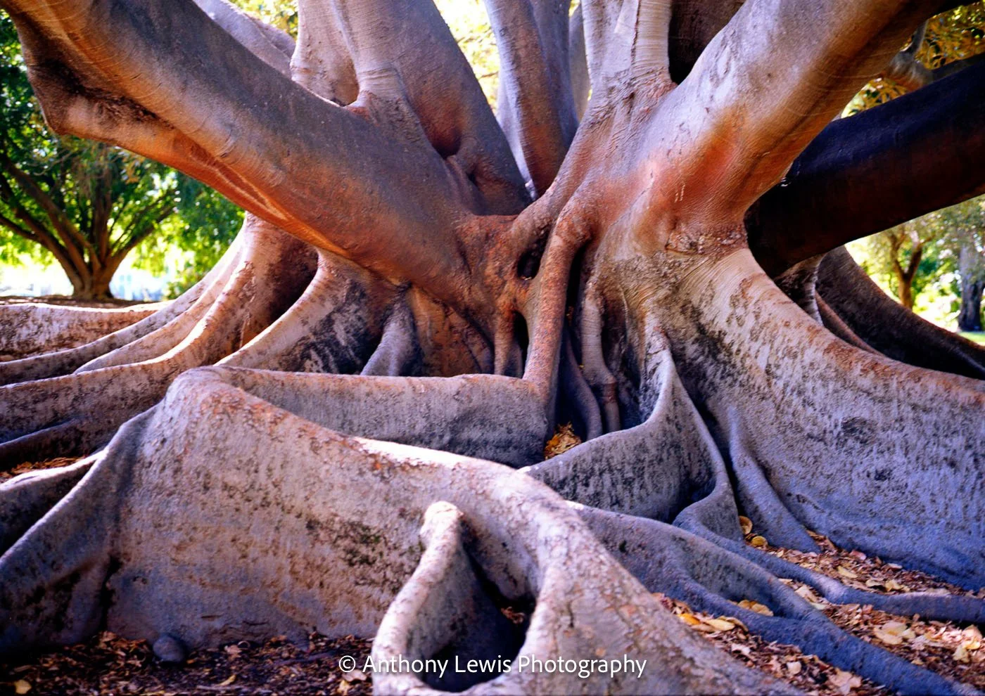 Warping Roots