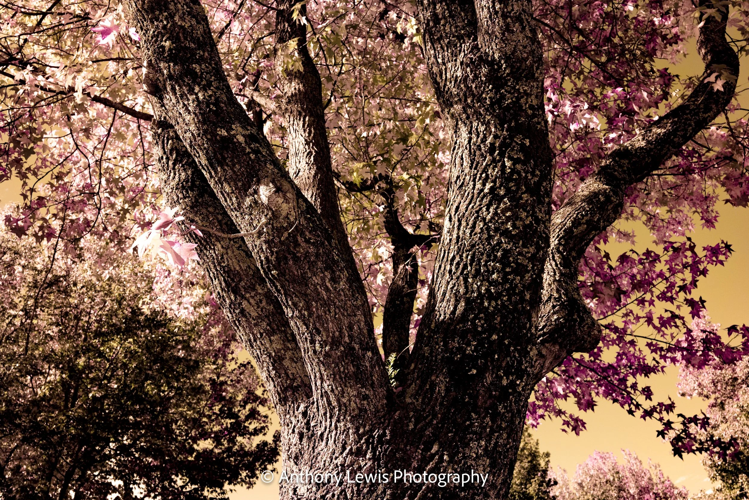Tree IR, lll