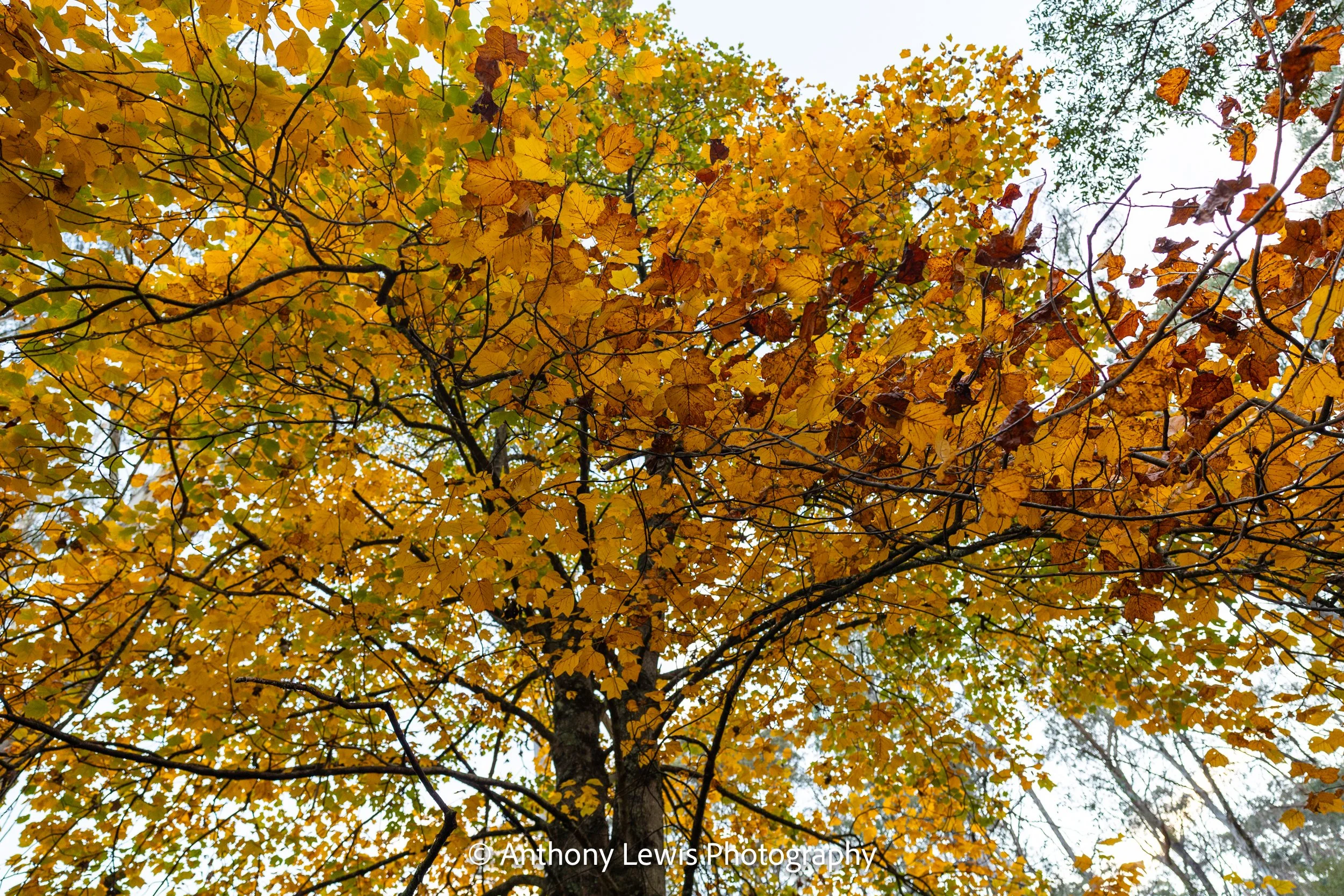 Autumn Colours ll