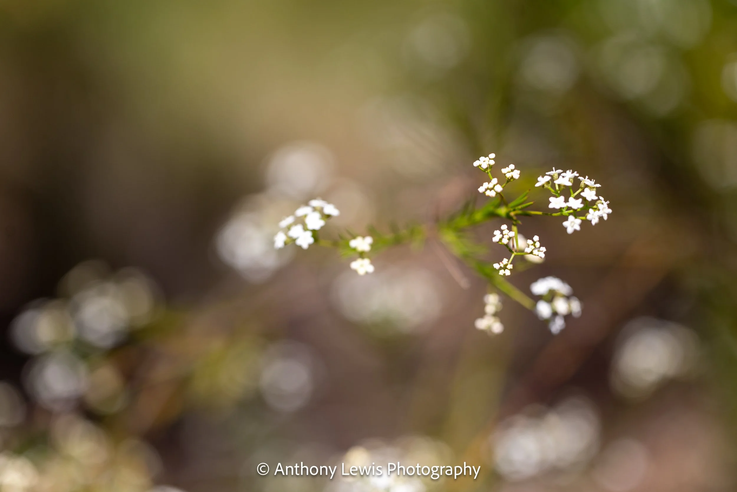 Flowers lll