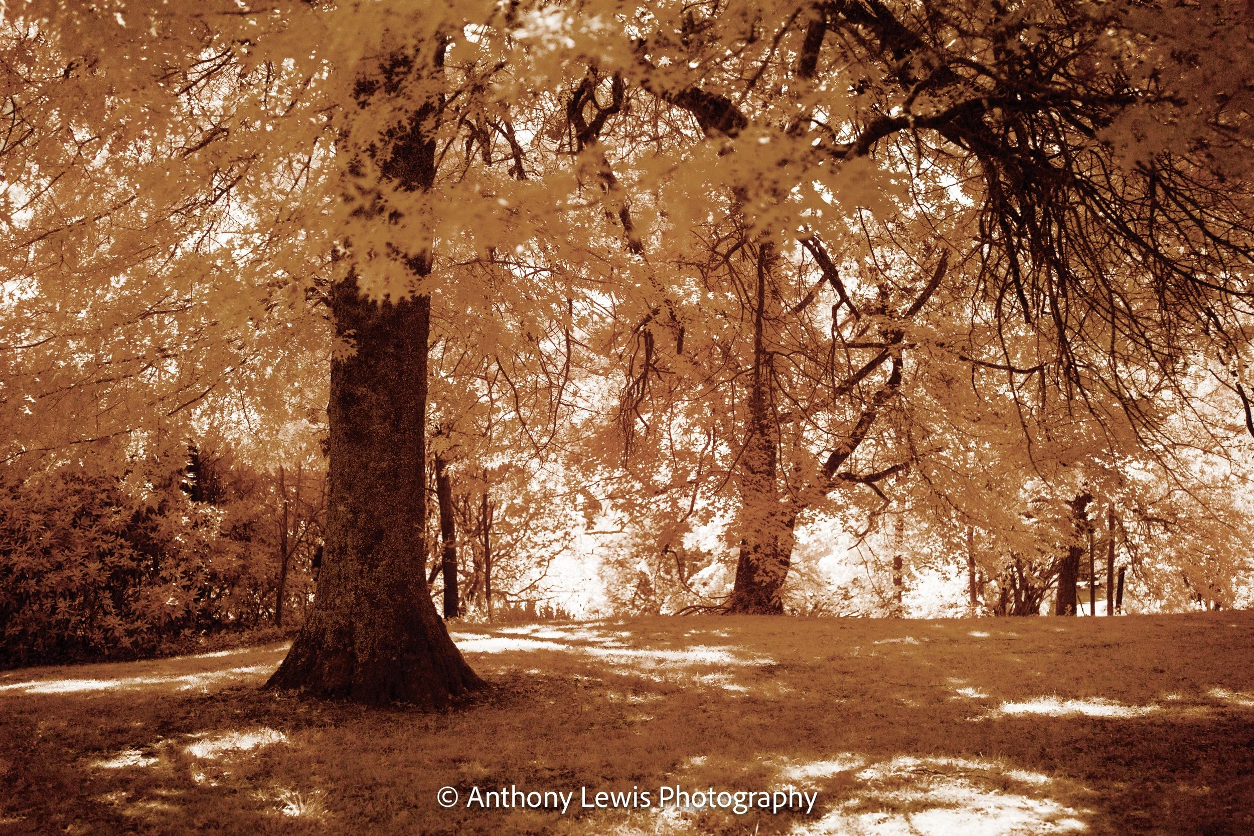 Trees in Autumn IR, l