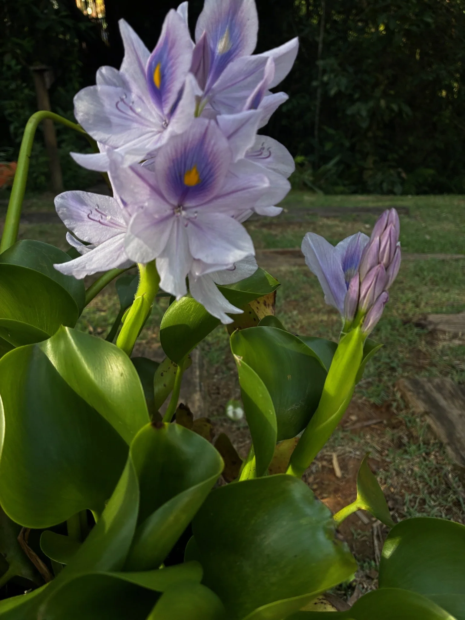 IMG_0100.jpeg