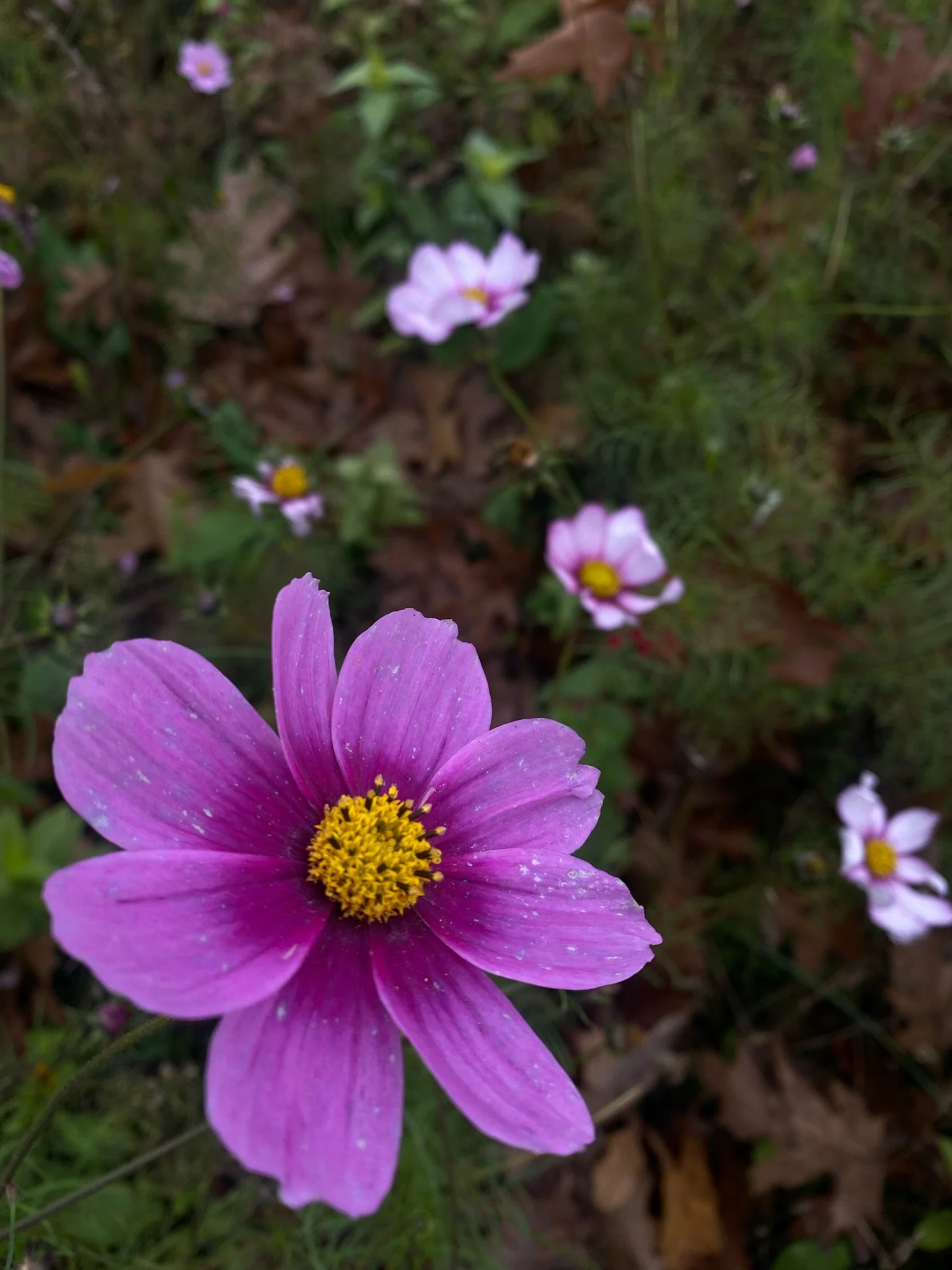 IMG_8549.jpeg