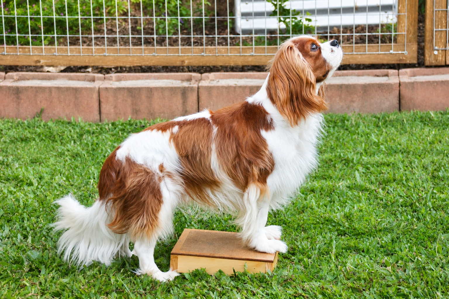 A Cavalier King Charles Spaniel standing on a wooden block in a grassy yard with a garden and a wire fence in the background.