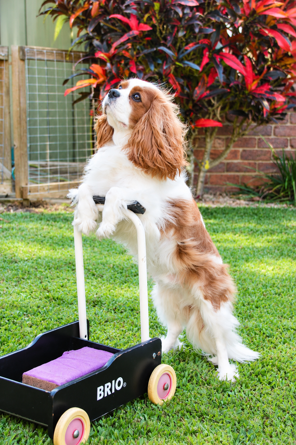 A Cavalier King Charles Spaniel puppy standing on its hind legs, resting its front paws on a small wagon with purple felt inside, in a garden with a red-leafed bush, a brick wall, and a wooden and wire fence in the background.