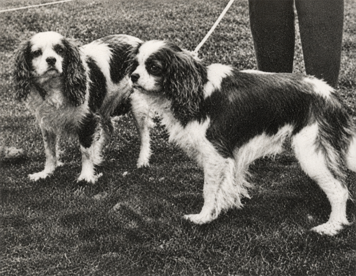 The First Cavalier King Charles Spaniel Club Championship Show, 1946