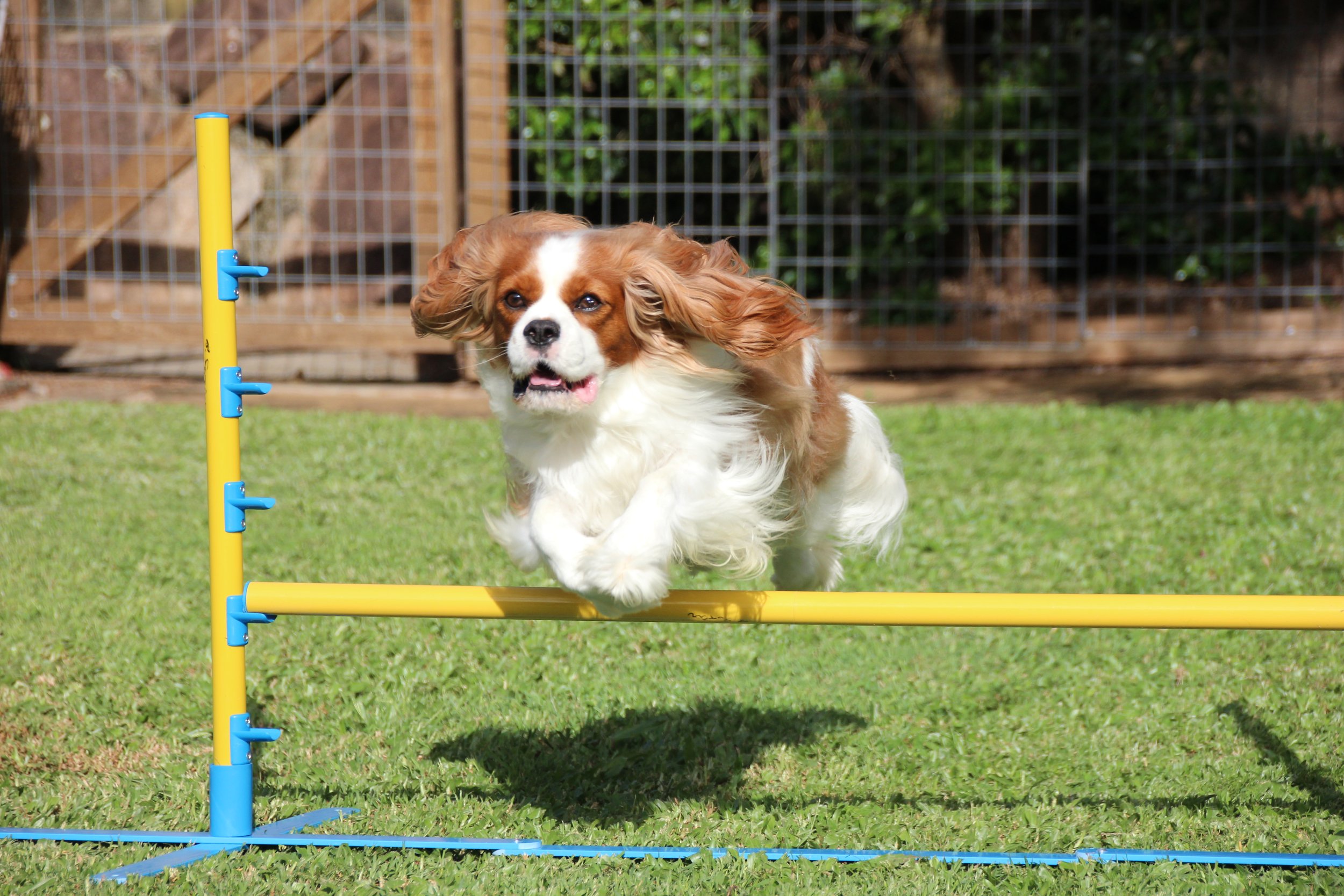 A dog running and jumping over an agility obstacle in a grassy yard with a wooden fence in the background.