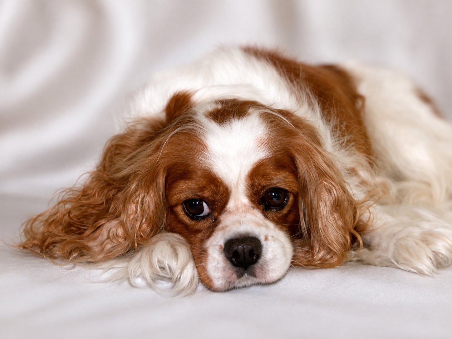 Cavalier King Charles Spaniel lying on a white surface, resting its head with long ears and expressive eyes.