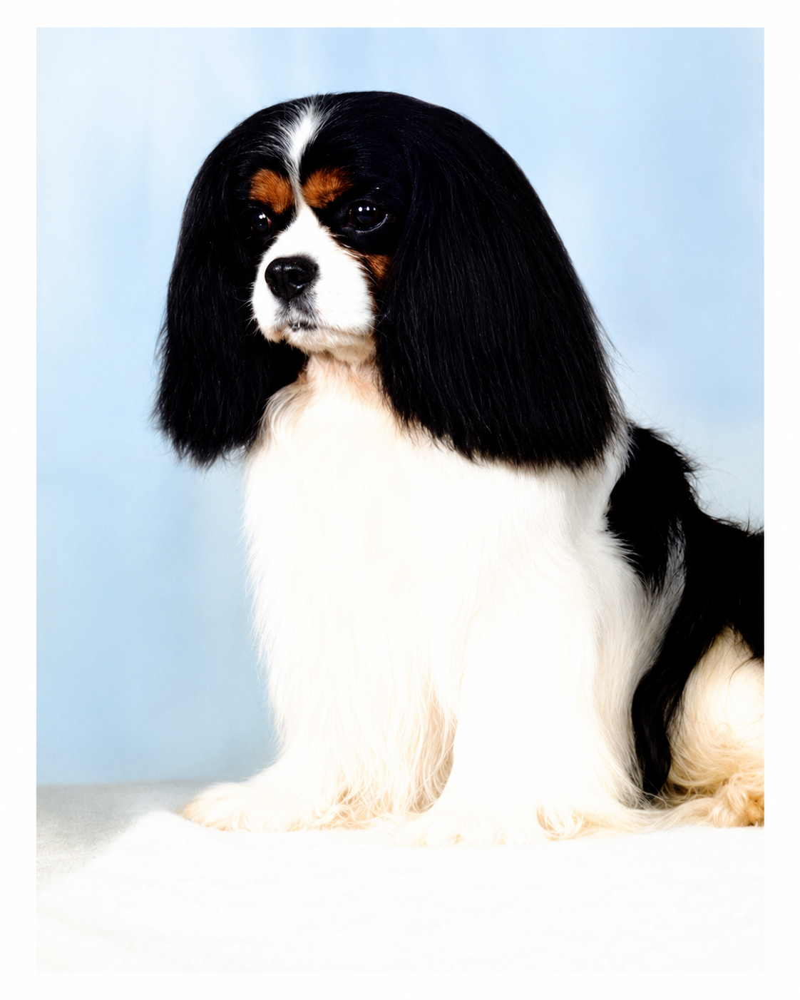 A Cavalier King Charles Spaniel dog with black, white, and brown fur, sitting against a light blue background.