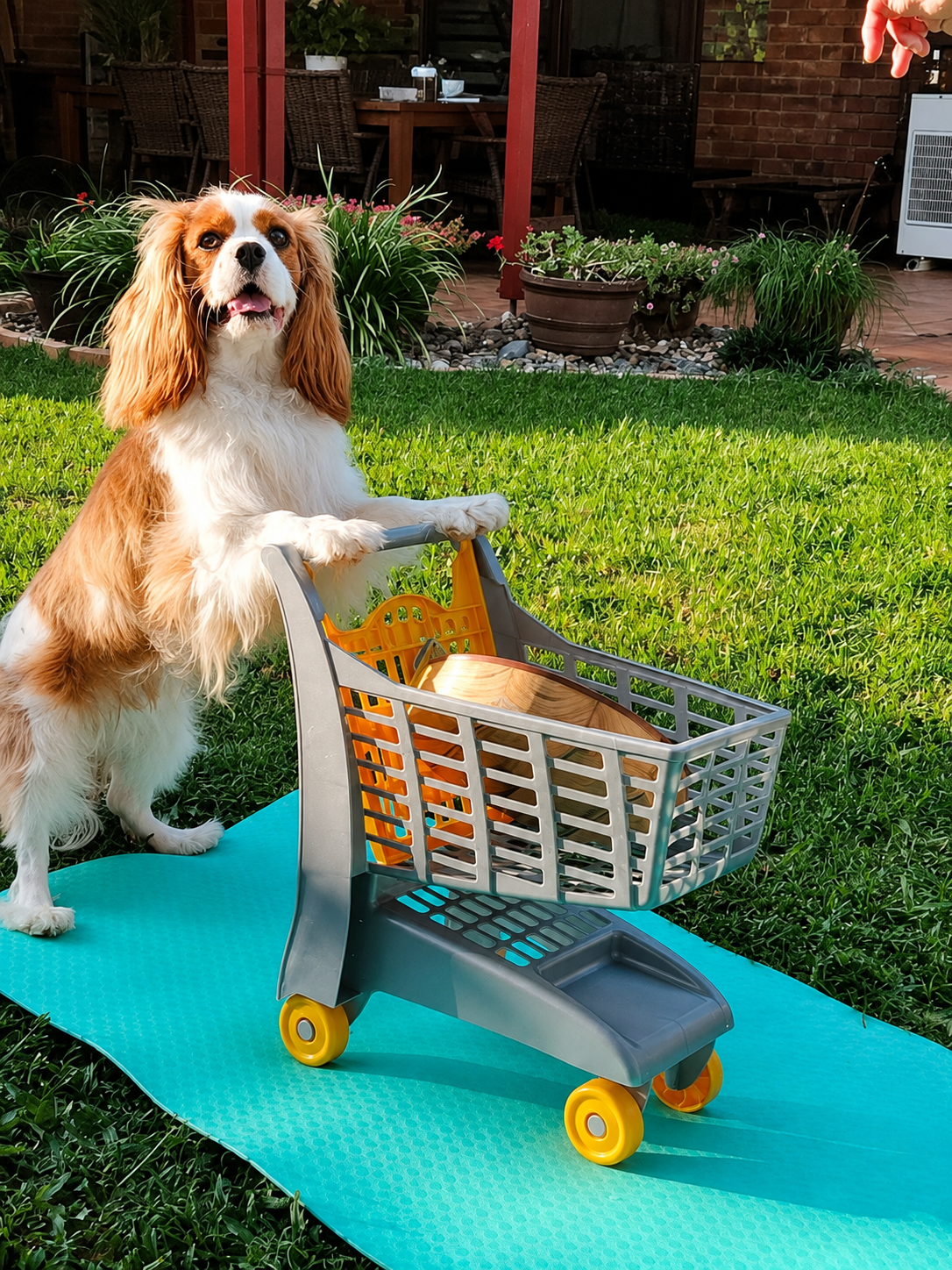 A dog standing on its hind legs with front paws on a toy shopping cart on a blue mat on a grassy yard. The dog is a Cavalier King Charles spaniel with brown and white fur, looking up with its tongue slightly out. In the background, there is a patio area with plants, a table with chairs, and an air conditioning unit.