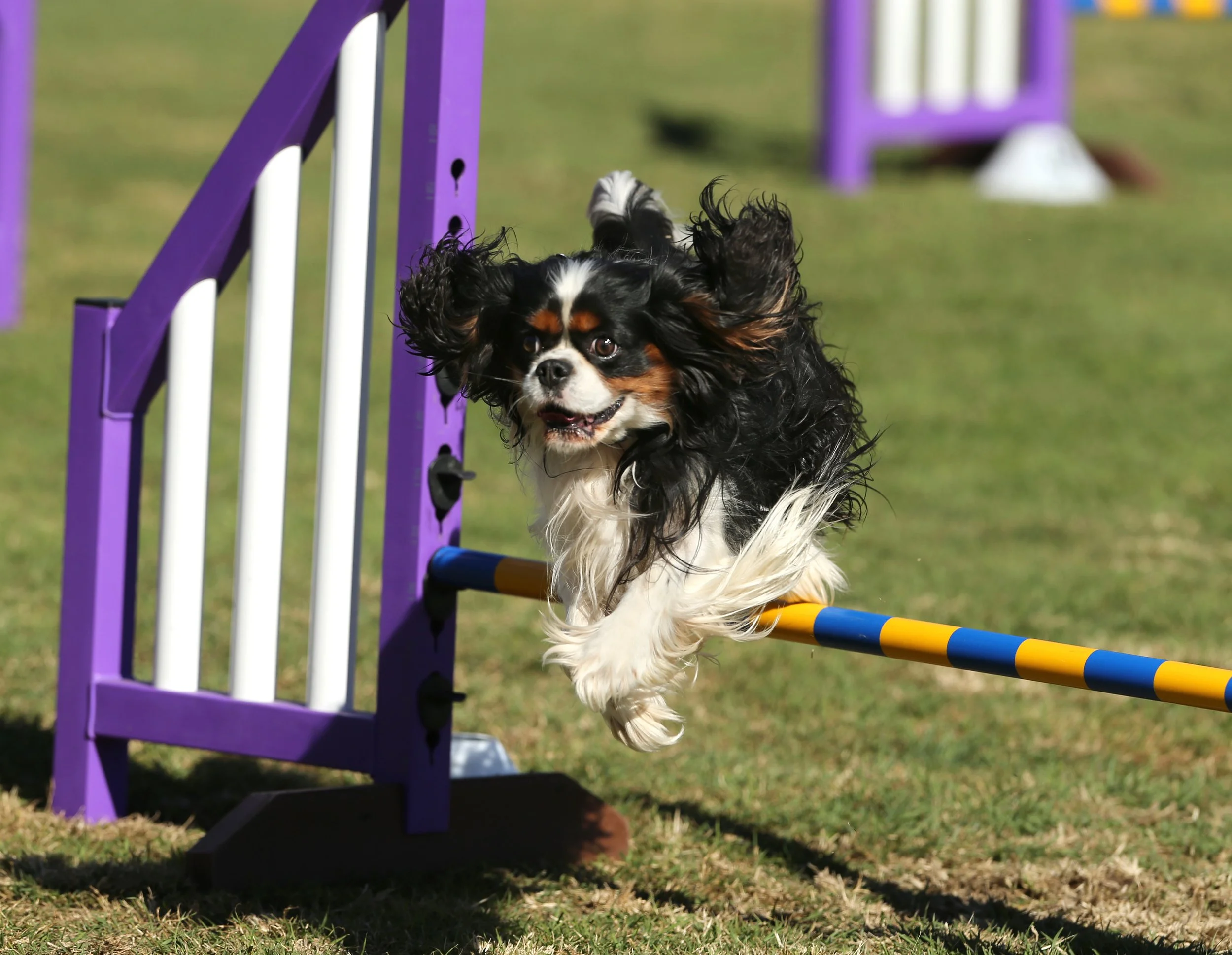 Tricolour Cavalier King Charles Spaniel Trick Dog