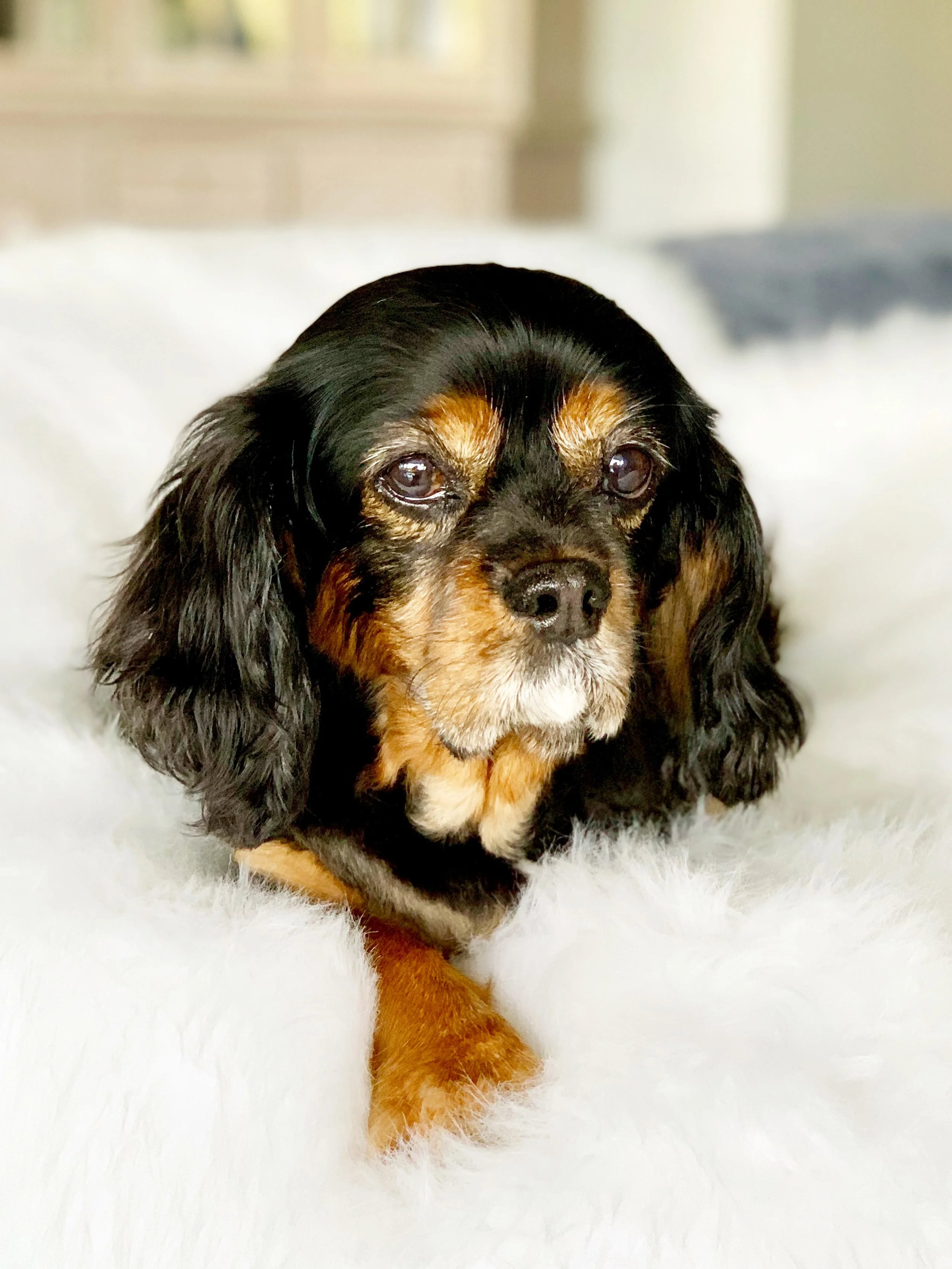 Close-up of a black and tan dog with long ears, lying down on a soft white surface.