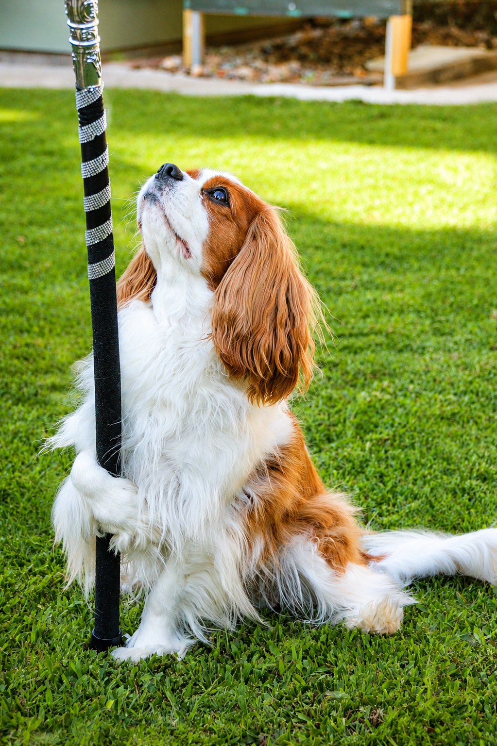A dog sitting on green grass, looking up at a black and white striped stick held upright.