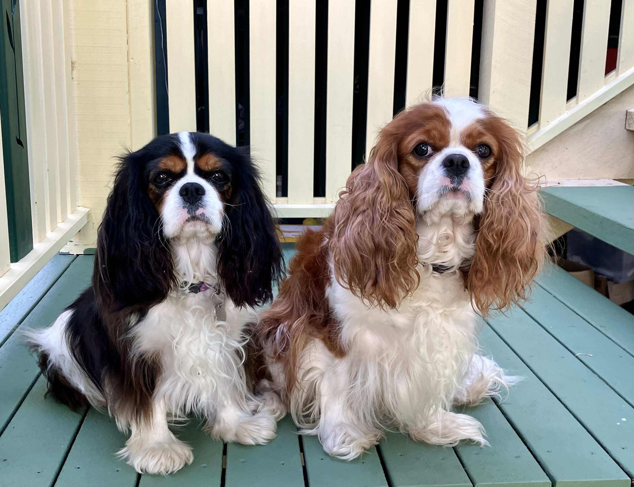 Two Cavalier King Charles Spaniels sitting on a porch with green-painted wooden floorboards and yellow railing behind them. The dog on the left has black, white, and tan fur, and the dog on the right has chestnut and white fur. Both dogs are looking directly at the camera.