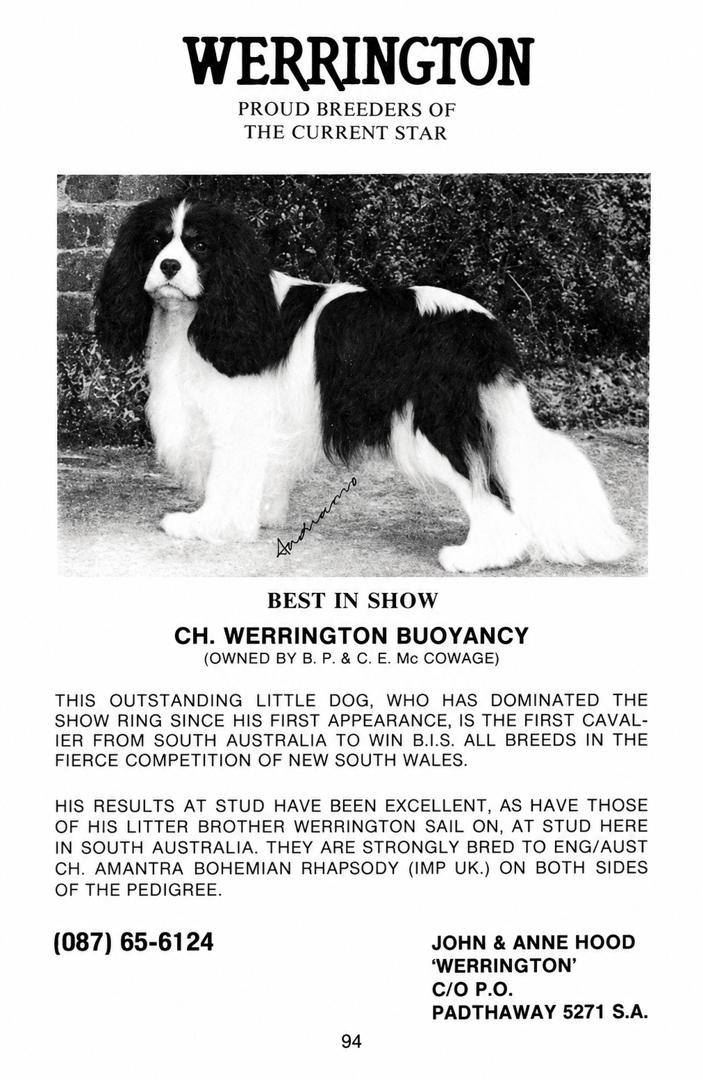 Black and white photograph of a dog with long, wavy fur, standing outdoors in front of a brick wall and foliage. The image includes text about a dog named Werrington Buoyancy, a champion show dog.