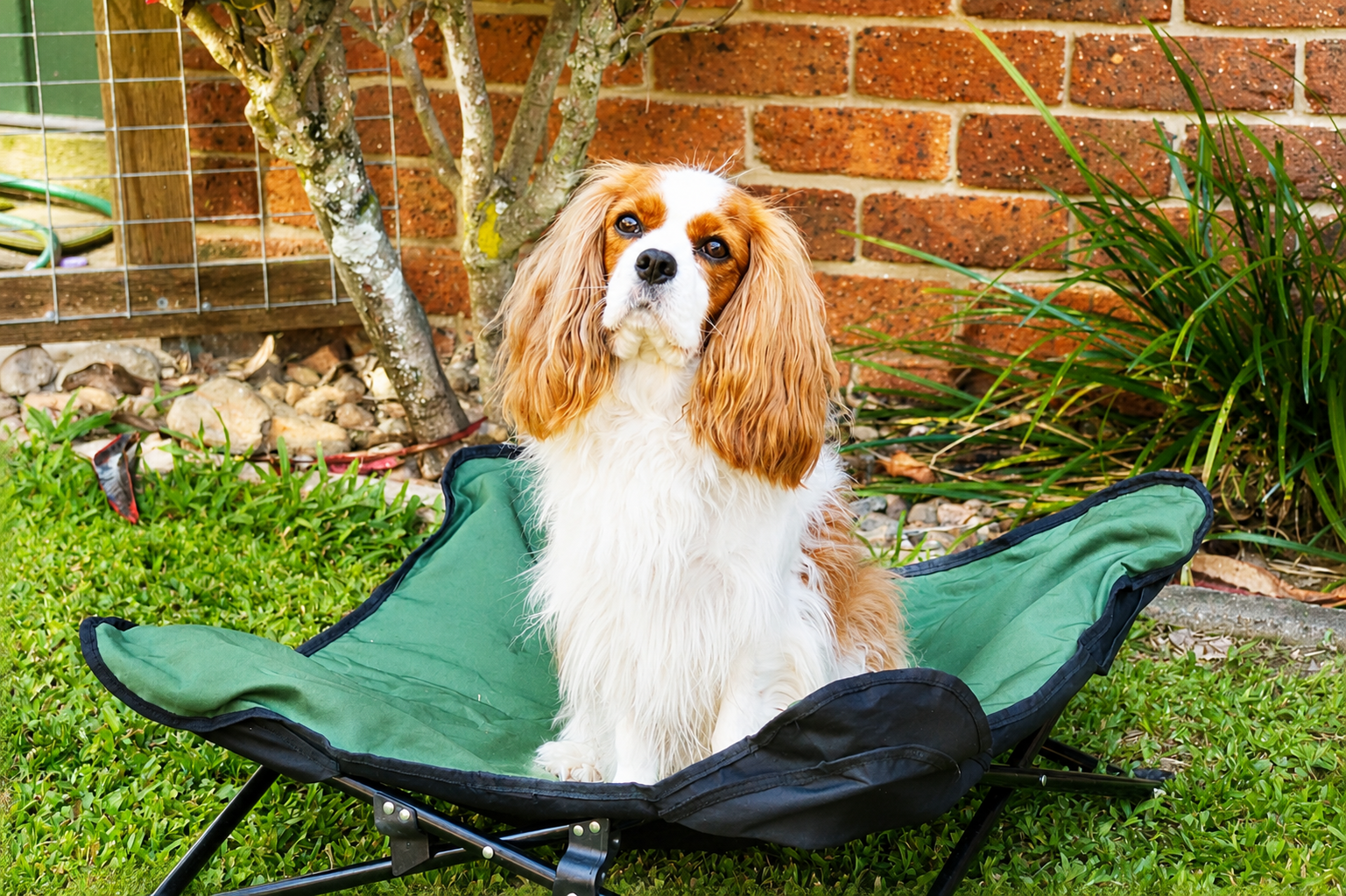 A Cavalier King Charles Spaniel sitting on a green outdoor dog bed in a garden with a brick wall, plants, and a tree in the background.