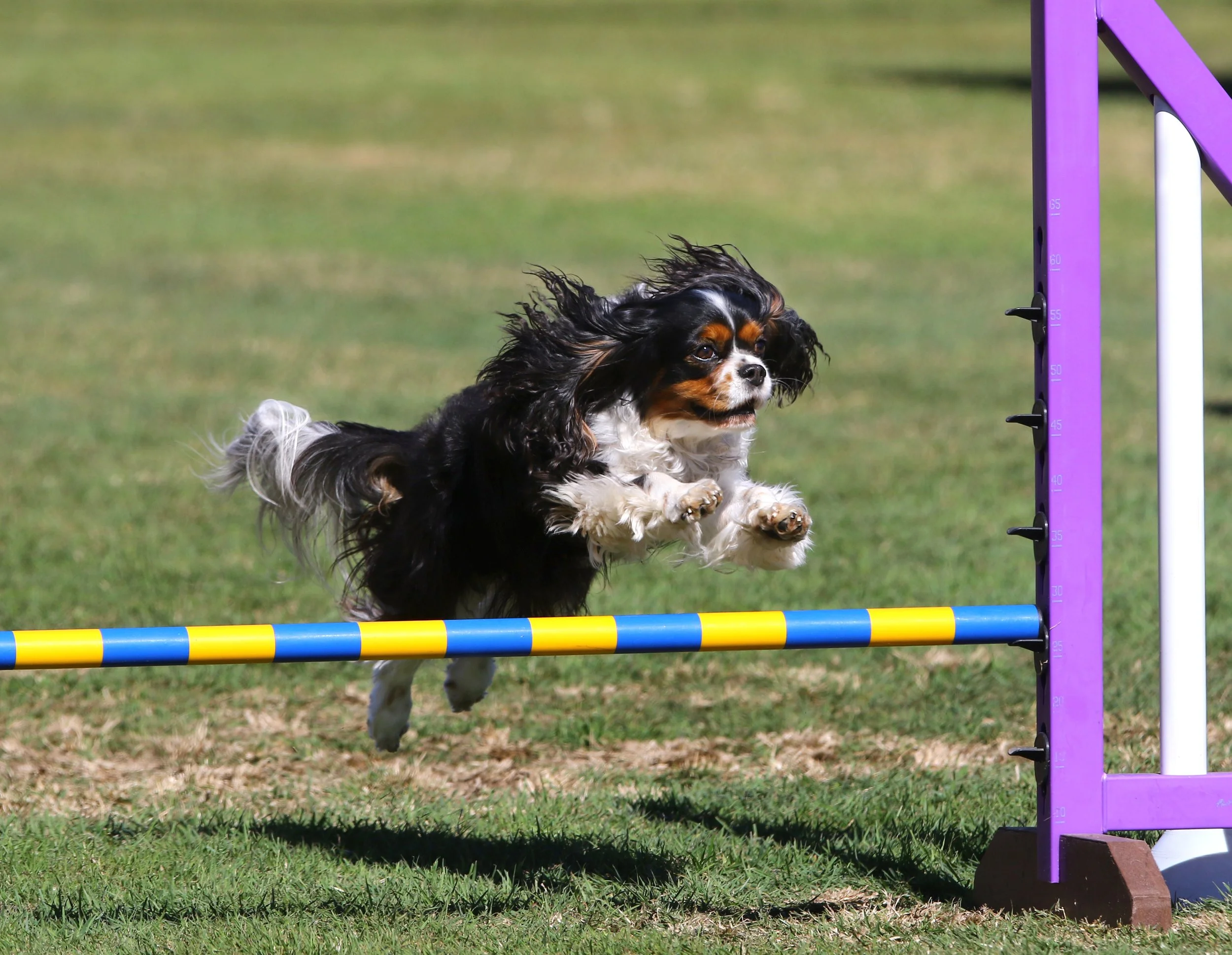 A dog, possibly a Cavalier King Charles Spaniel, jumping over a colorful agility hurdle on a grassy field.