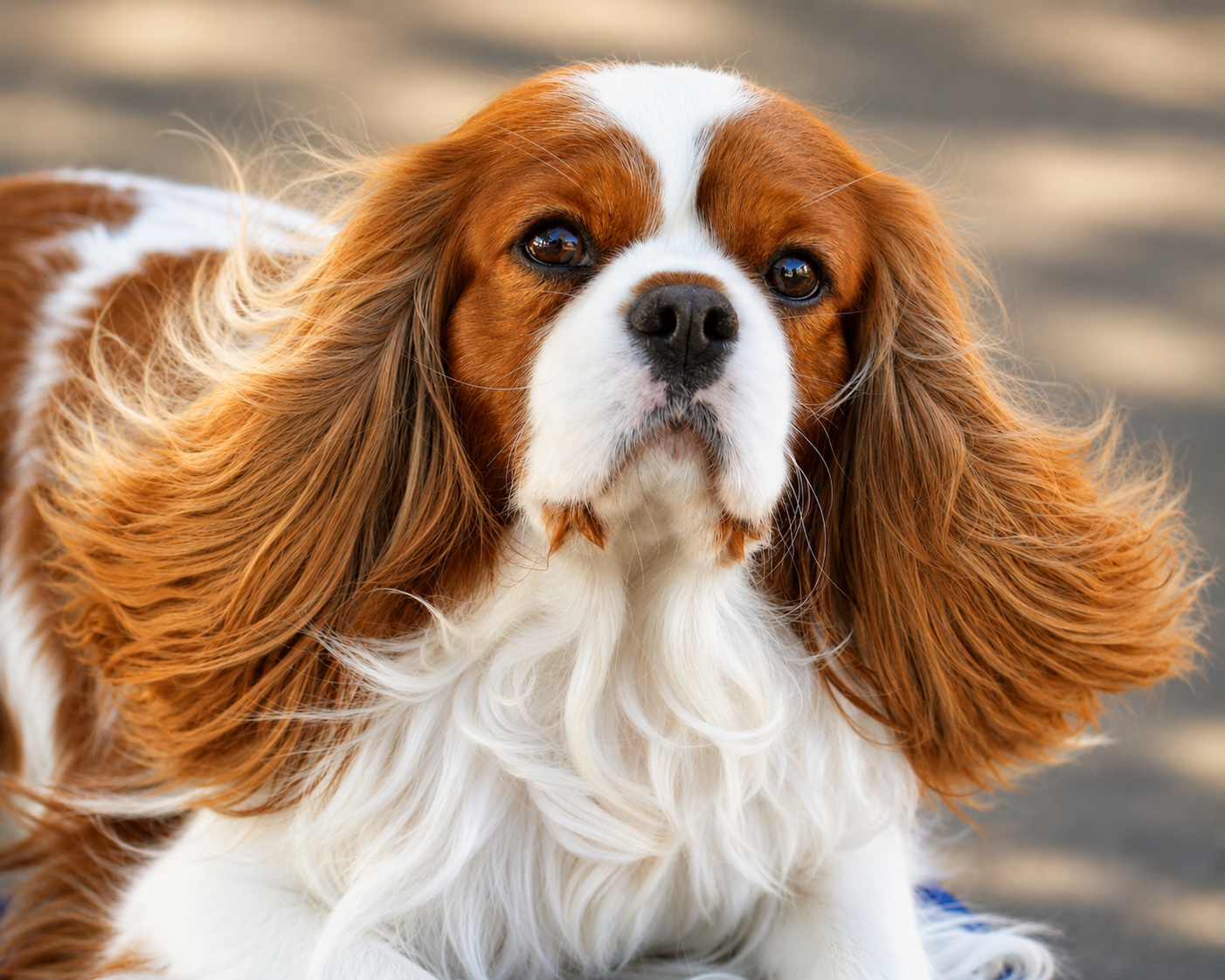 The Breed - Cavalier King Charles Spaniel