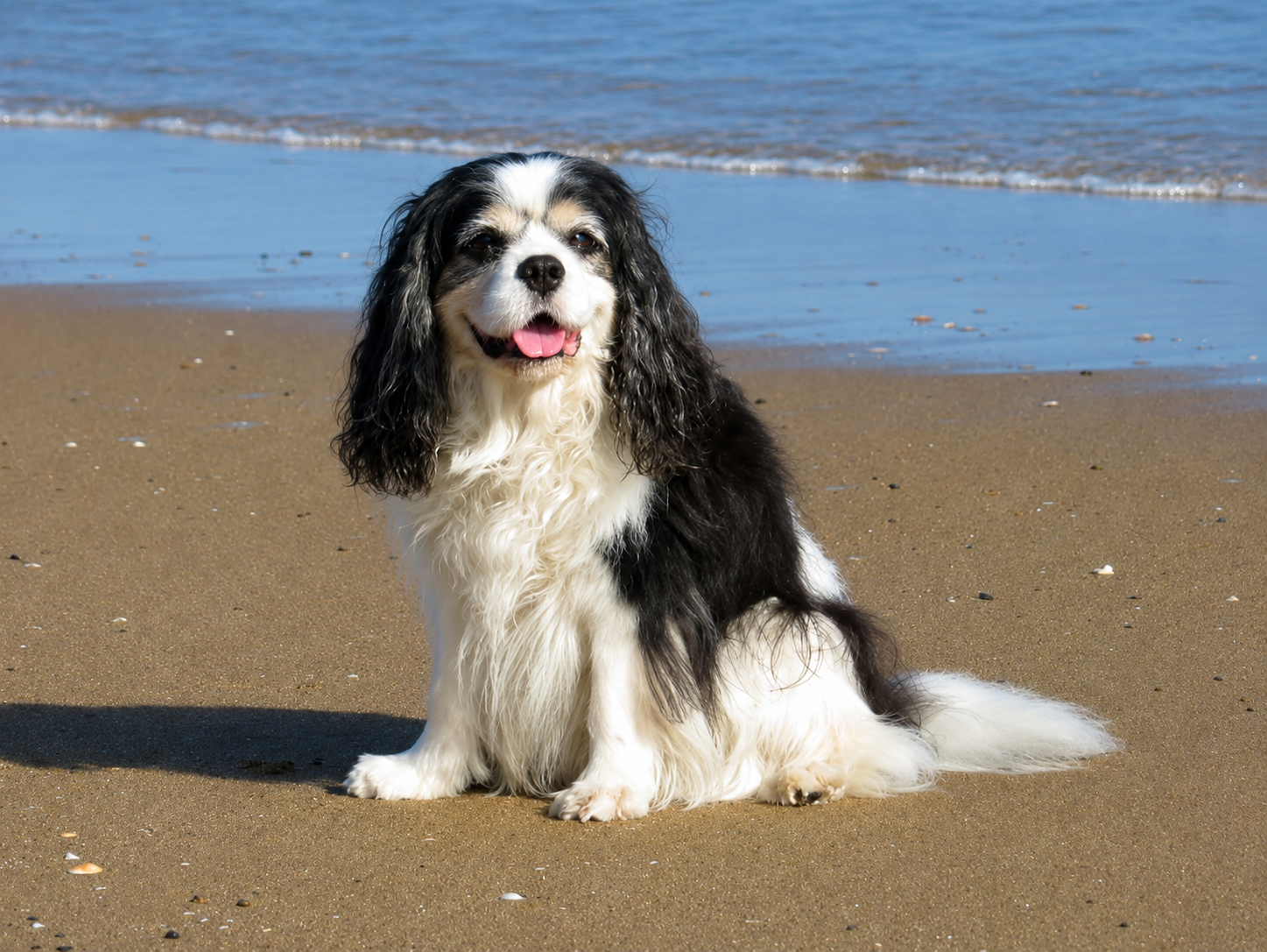 A black and white long-haired dog sitting on a sandy beach near the water, with the ocean in the background.