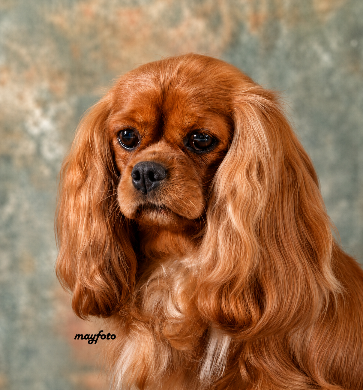 Close-up of a long-haired, golden-brown dog with big, dark eyes and a black nose, against a mottled background.