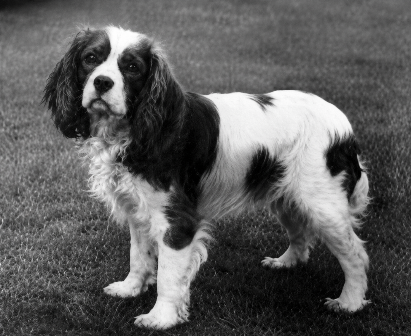 A black and white photograph of a Cocker Spaniel dog standing on grass, looking at the camera with a serious expression.