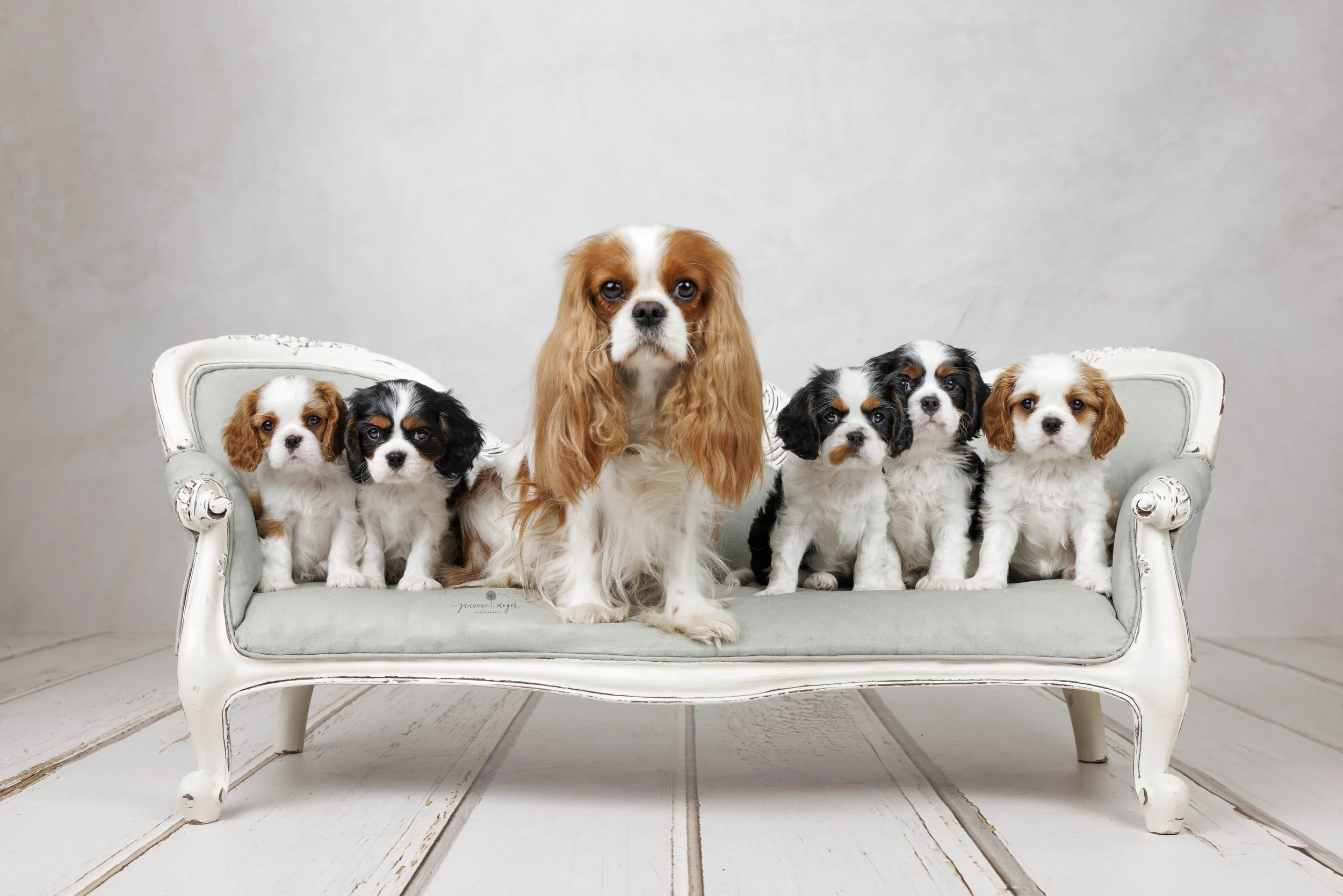 Six Cavalier King Charles Spaniel puppies with one larger adult dog sitting on a vintage white sofa against a plain light gray background.