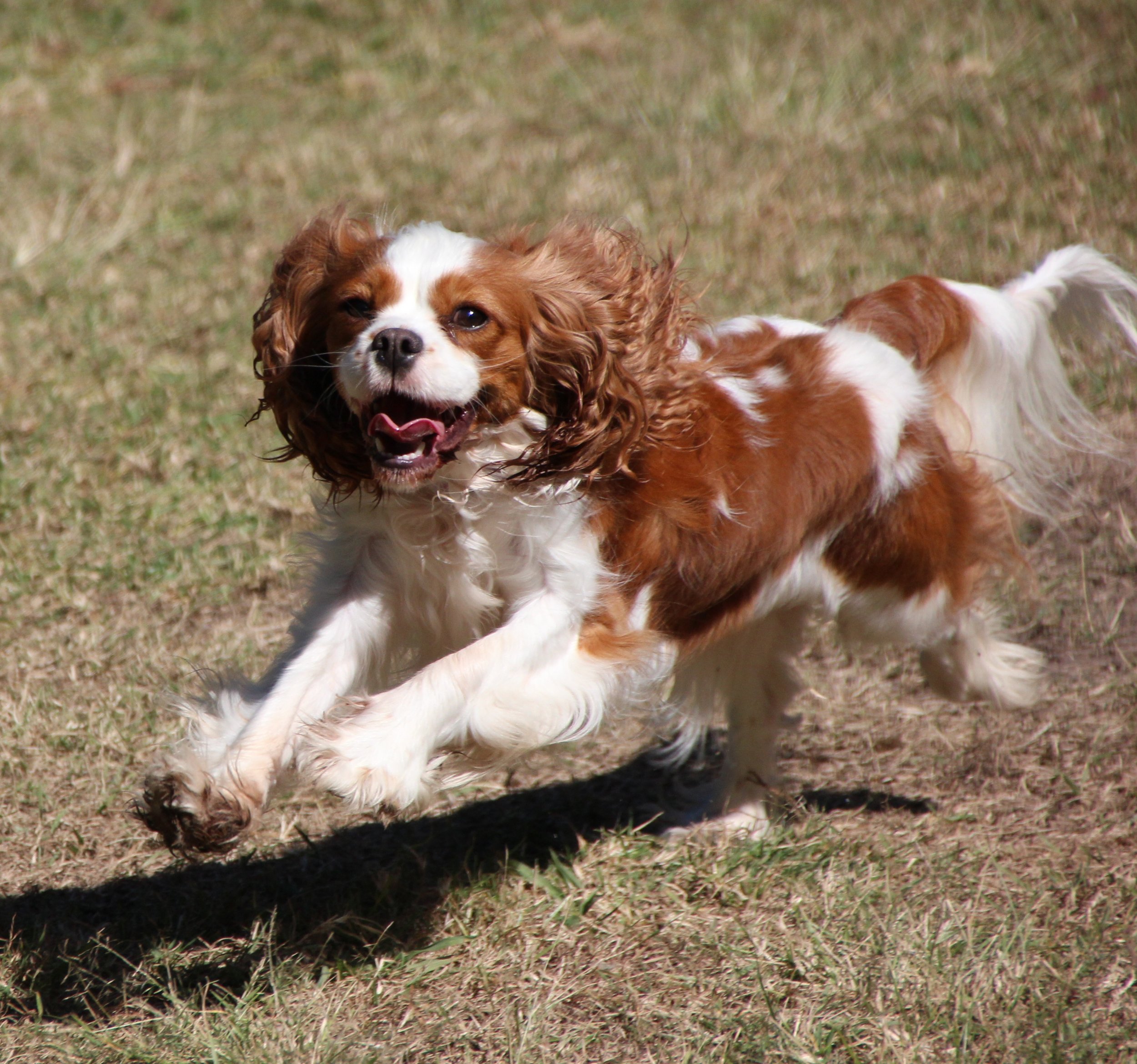 A Cavalier King Charles Spaniel running on grass with a joyful expression and tongue out.