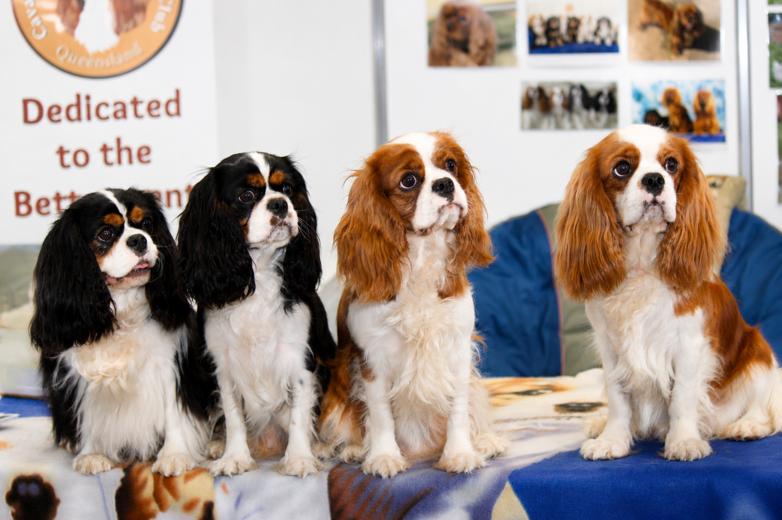 Four Cavalier King Charles Spaniels sitting on a blanket at an indoor dog event, with photos of dogs in the background and a sign that reads 'Dedicated to the Better...'