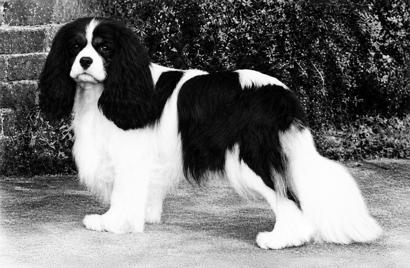 Black and white photo of a Cavalier King Charles Spaniel dog standing outdoors on a sidewalk or patio, with a brick wall and bushes in the background.