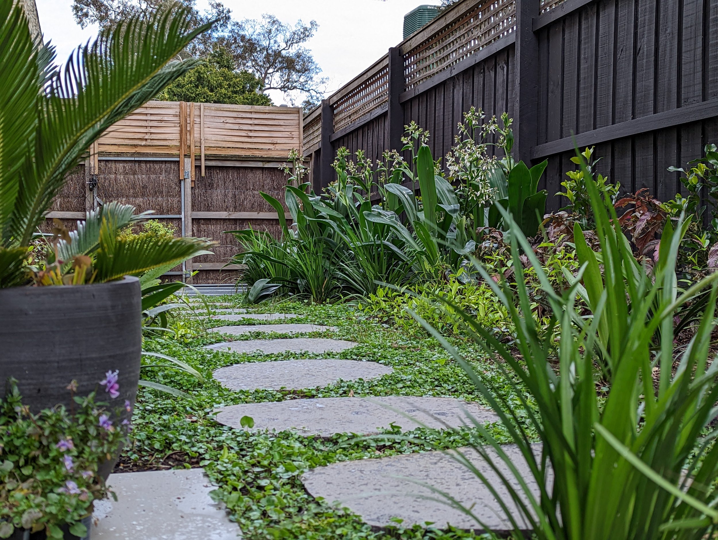 A garden pathway with stepping stones surrounded by green plants and flowers, enclosed by a wooden fence on both sides, with the sky and trees visible in the background.