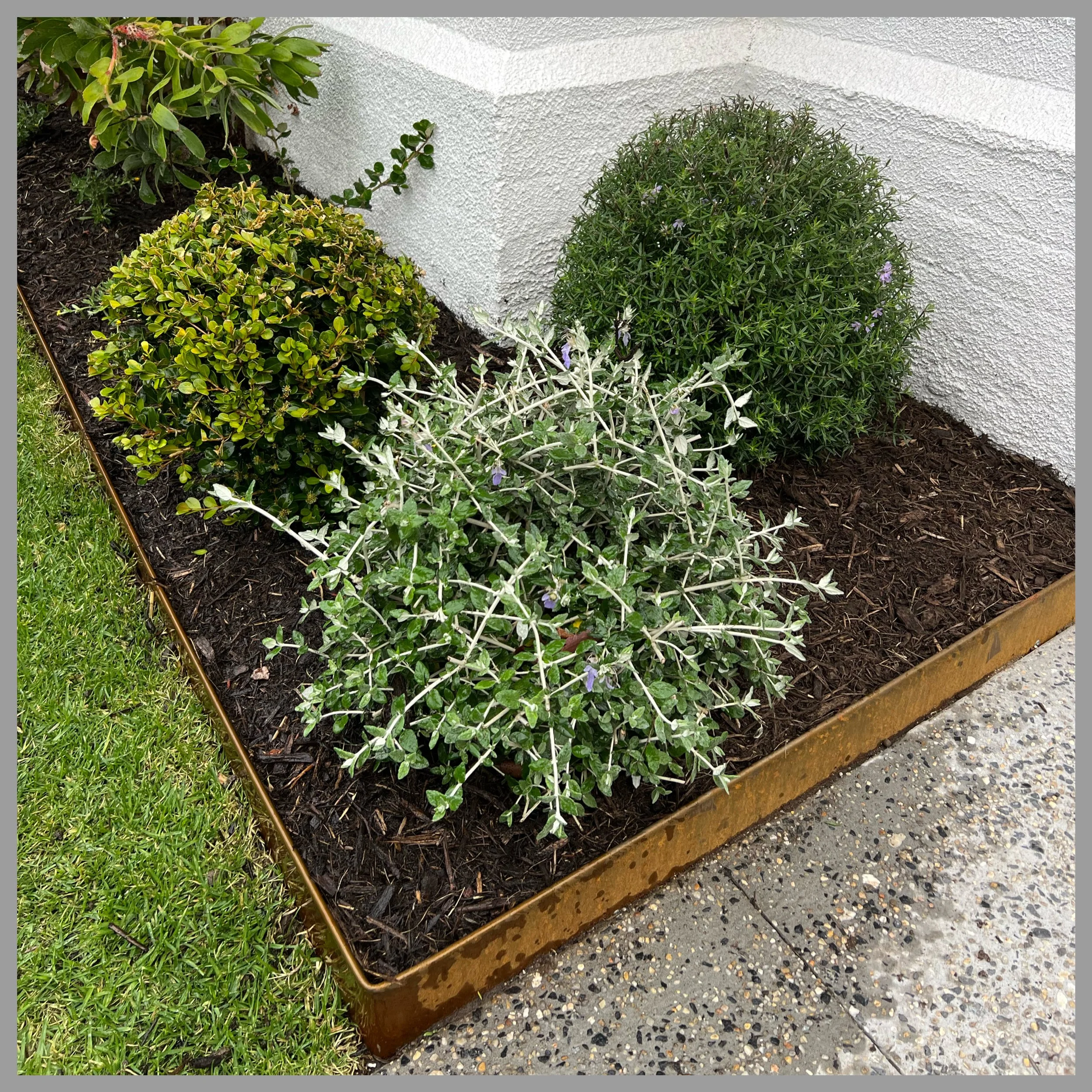 A garden bed with various green plants and shrubs bordered by a metal edging, next to a concrete sidewalk.