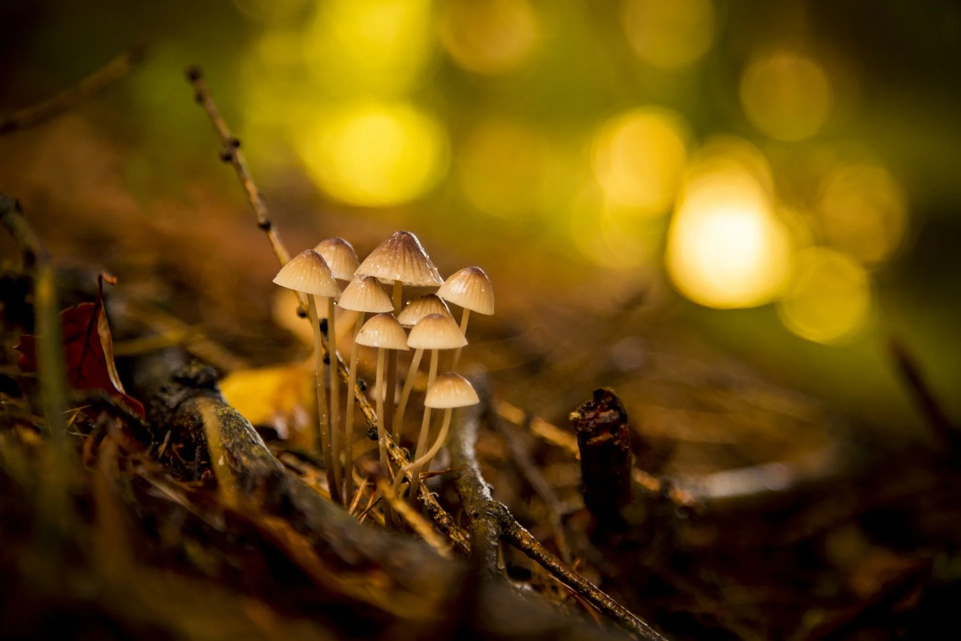 Small cluster of mushrooms growing on forest floor among twigs and fallen leaves, with blurred green and yellow background.