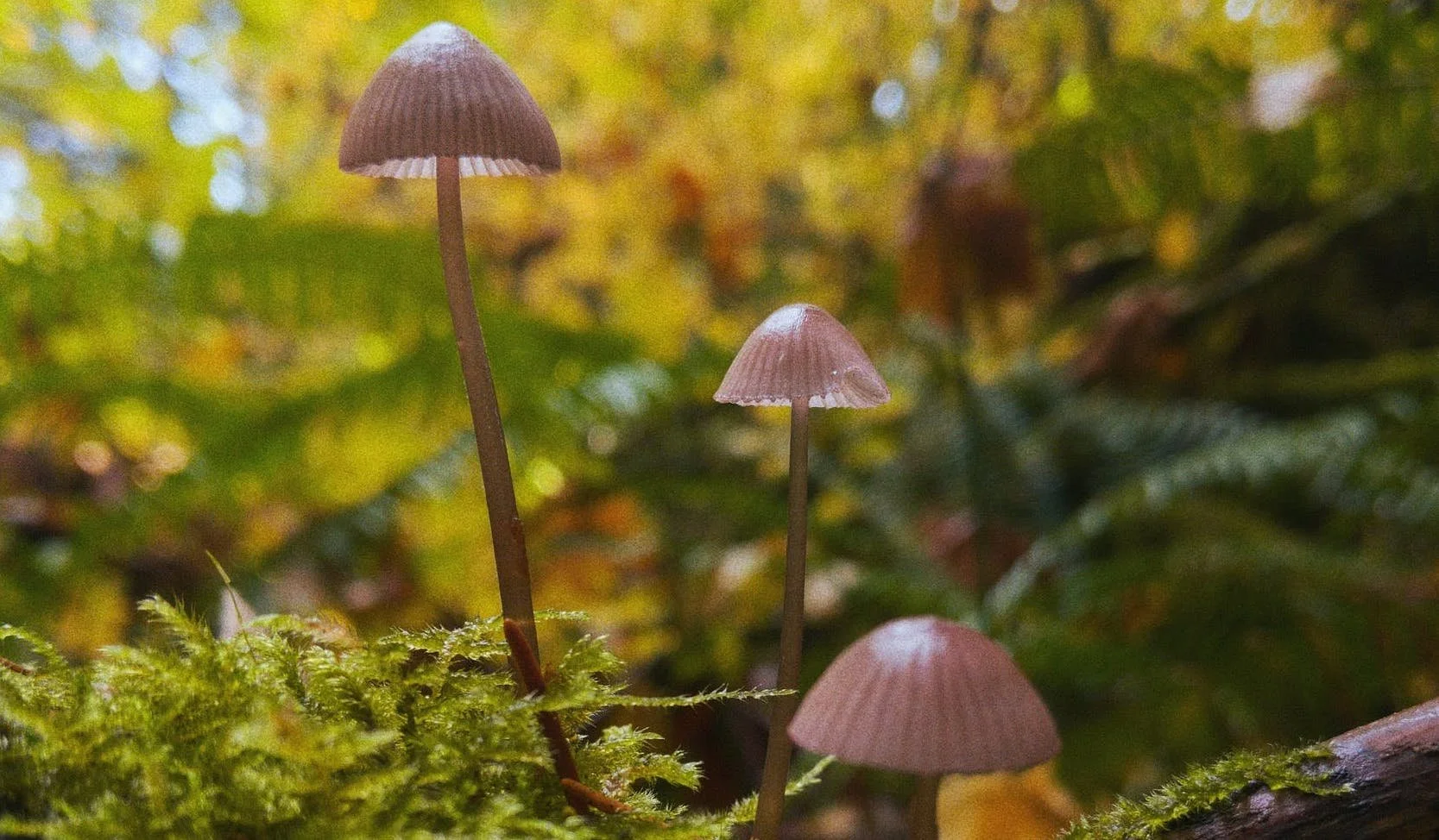 Three small, brown mushrooms with thin stems and small caps growing on a mossy surface in a forest with blurred background of greenery.