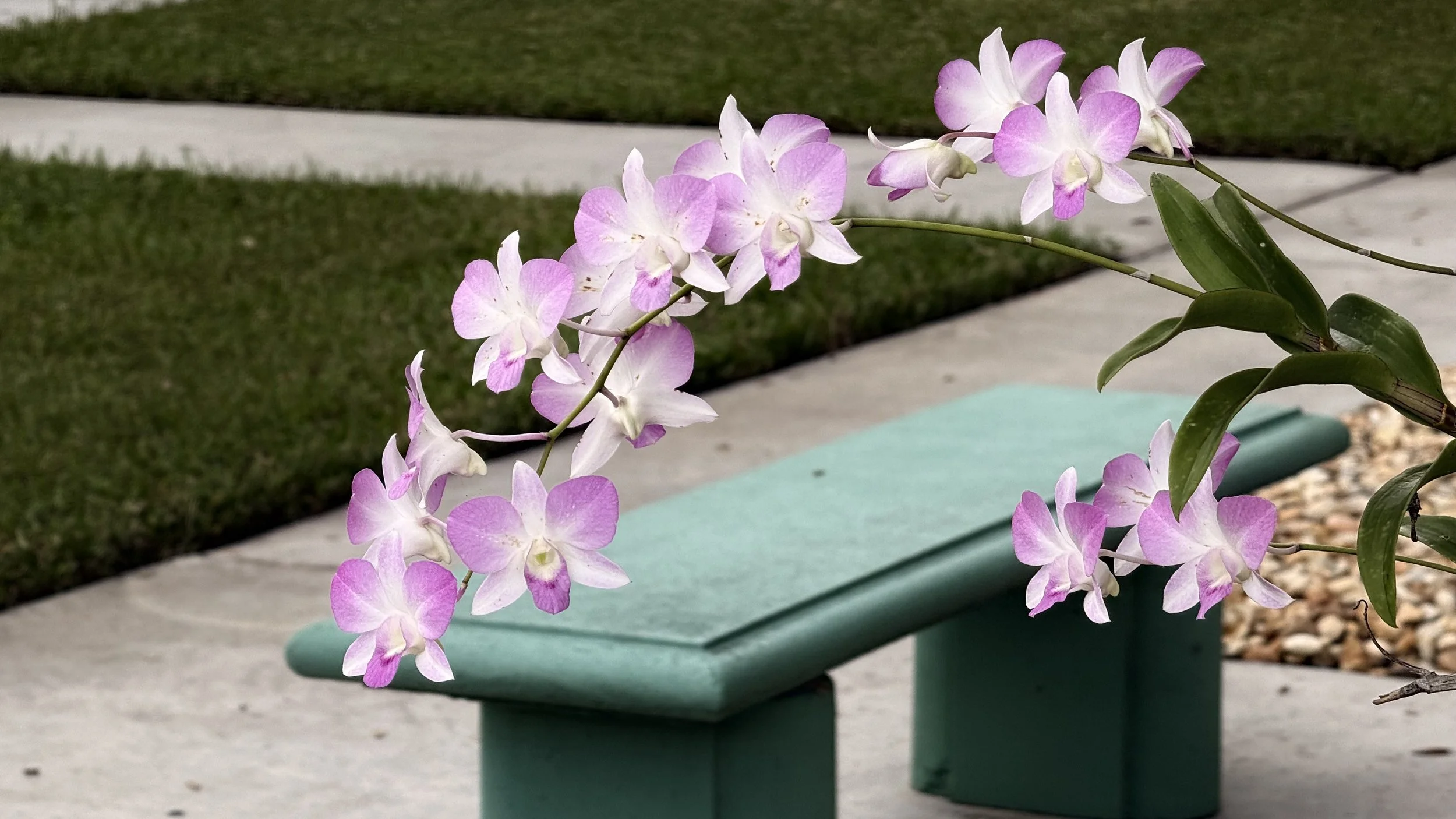Close-up of pink and white orchids on a potted plant outside, with a garden and sidewalk in the background.