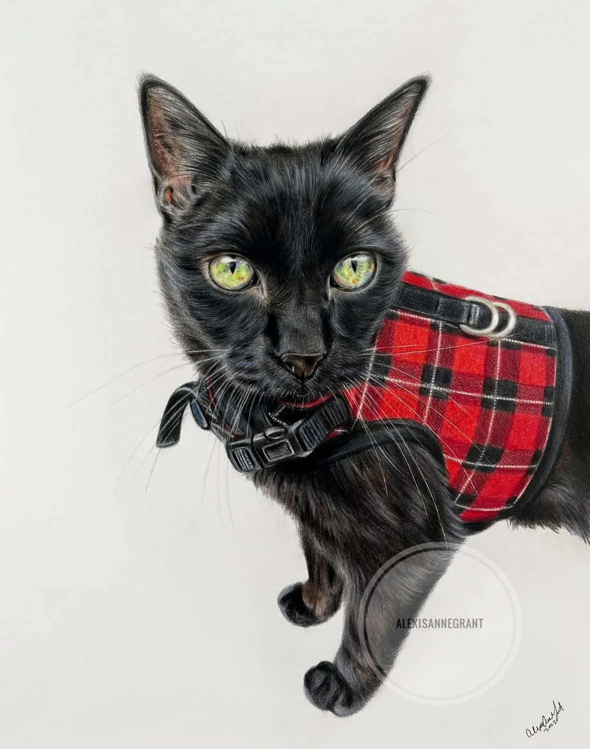 black cat portrait in colored pencil on paper cat is wearing harness close up portrait drawing with front paws included
